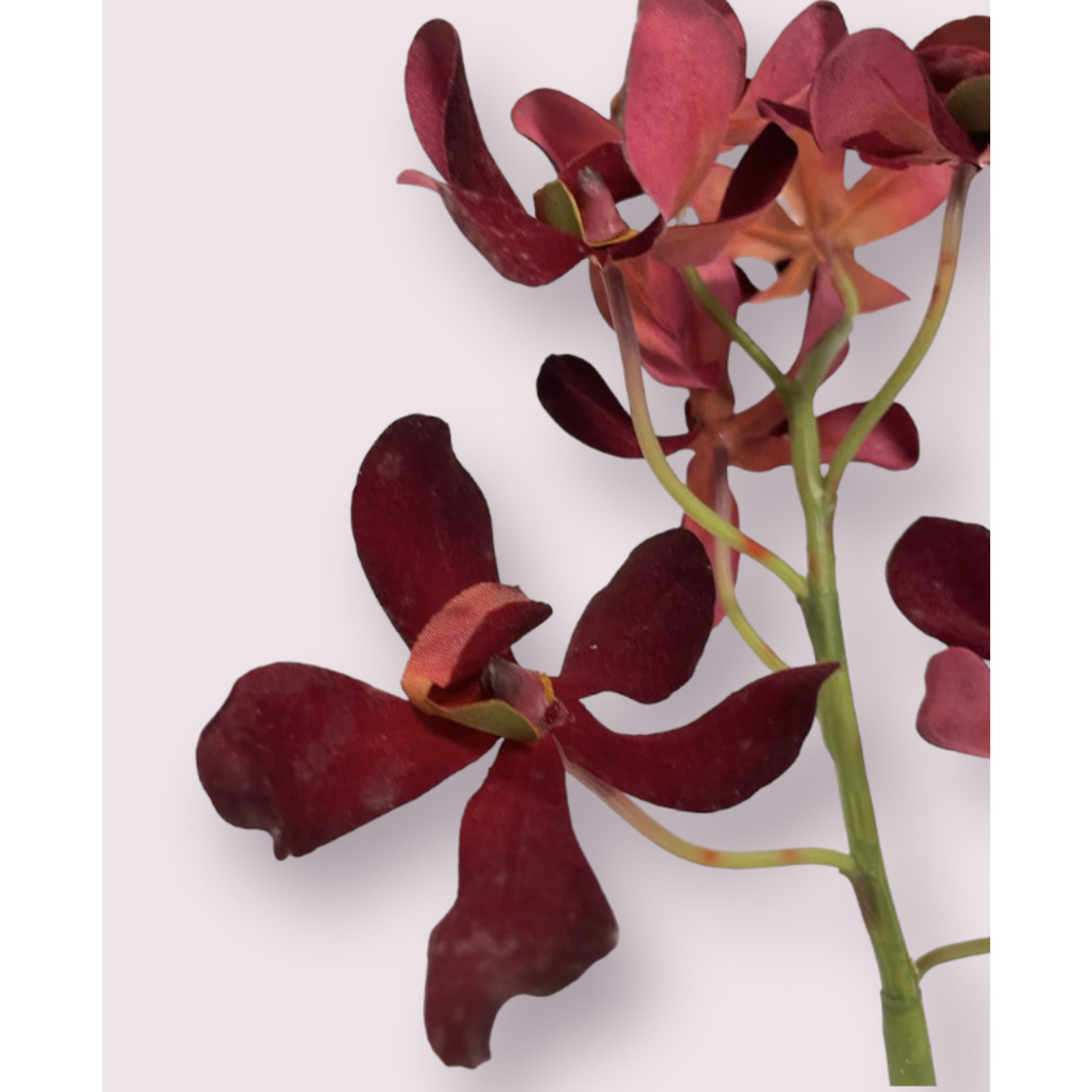 ORCHIDEE | BORDEAUX | 50 CM