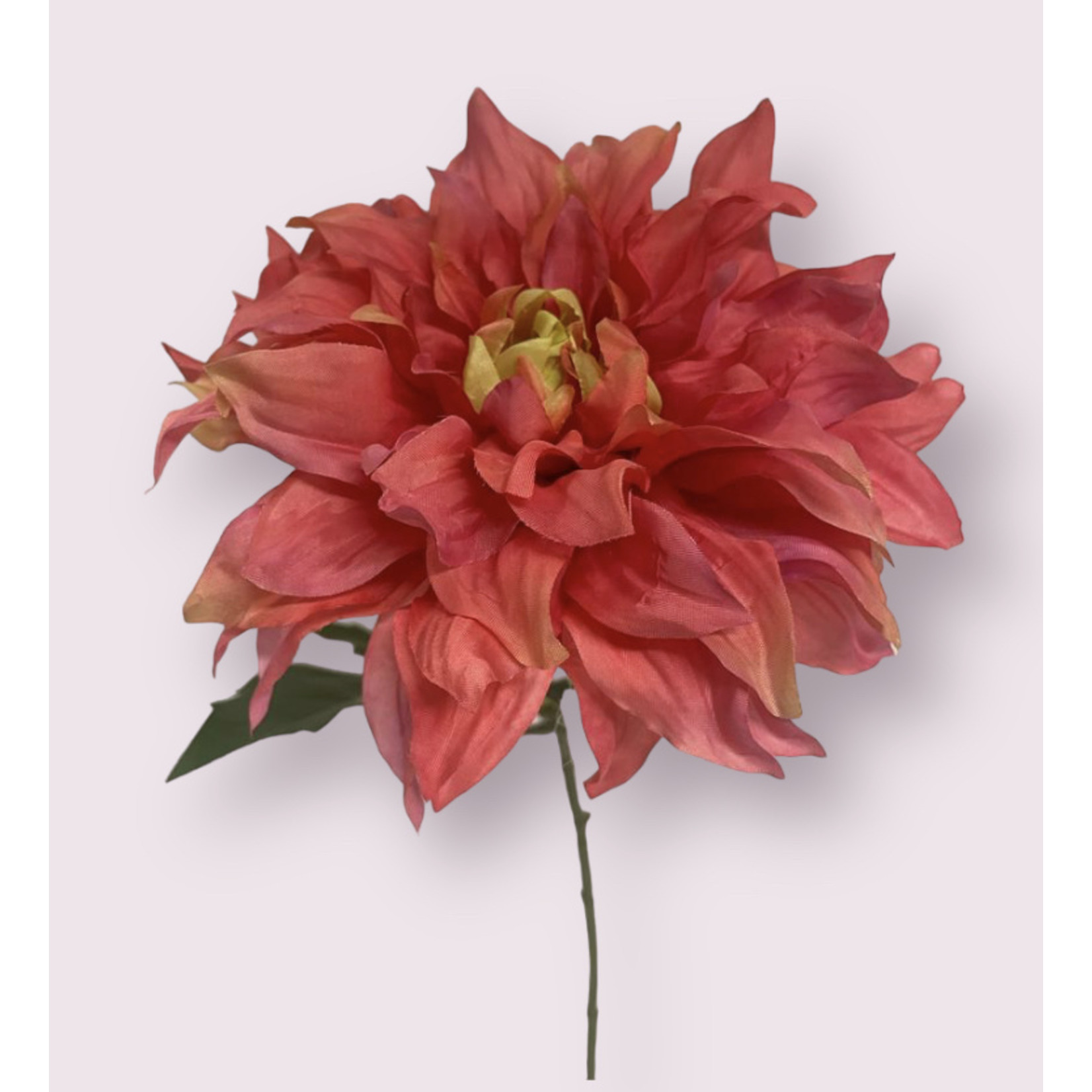 DAHLIA CORAL GYPSY  | ROZE | 62 CM