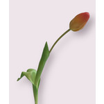 TULP  | ORANJE | 35 CM