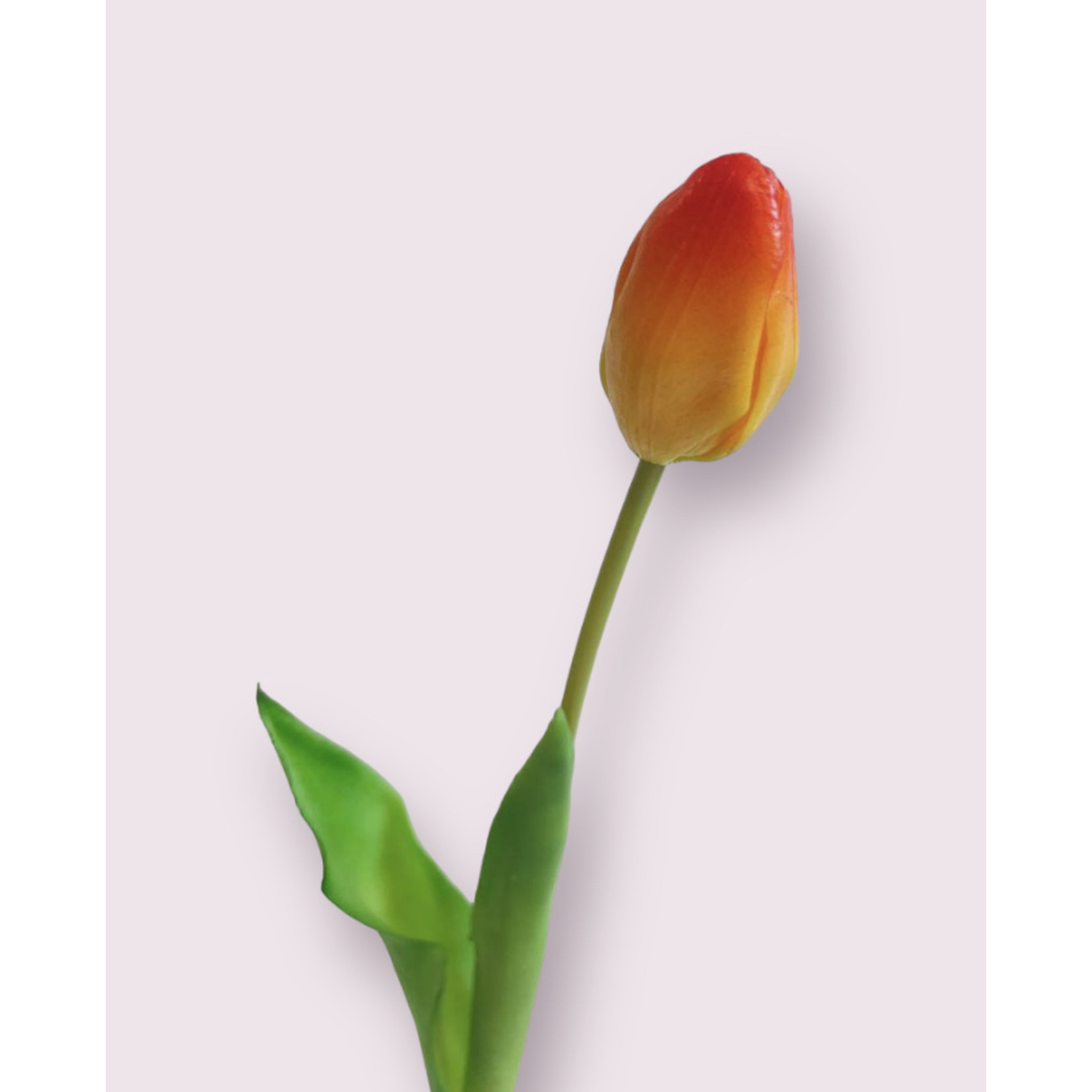 TULIP SHORT| ORANGE | 35 CM