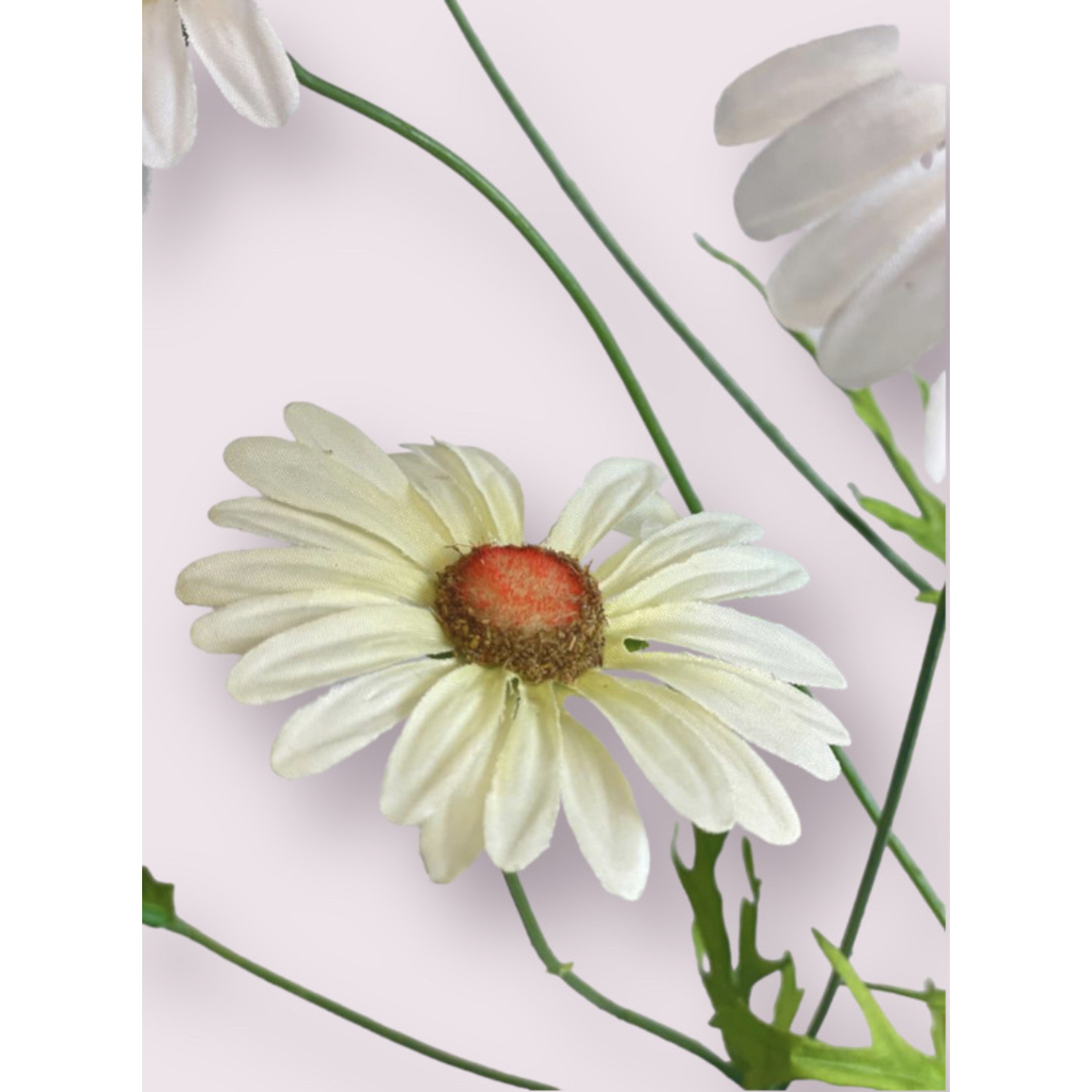 OX EYE DAISY MAY QUEEN | WHITE | 92 CM