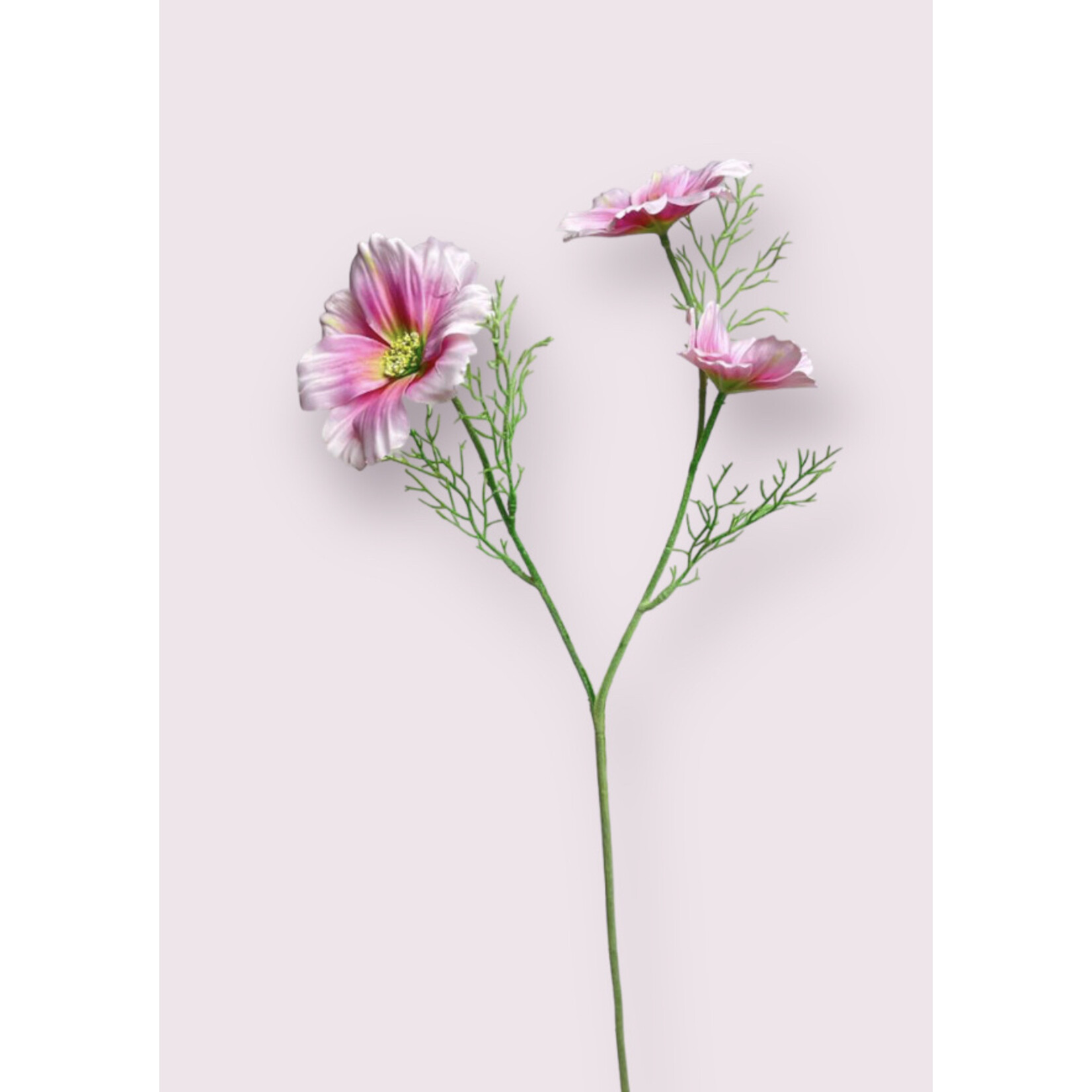 COSMOS SYMPHONY  | PINK | 65 CM