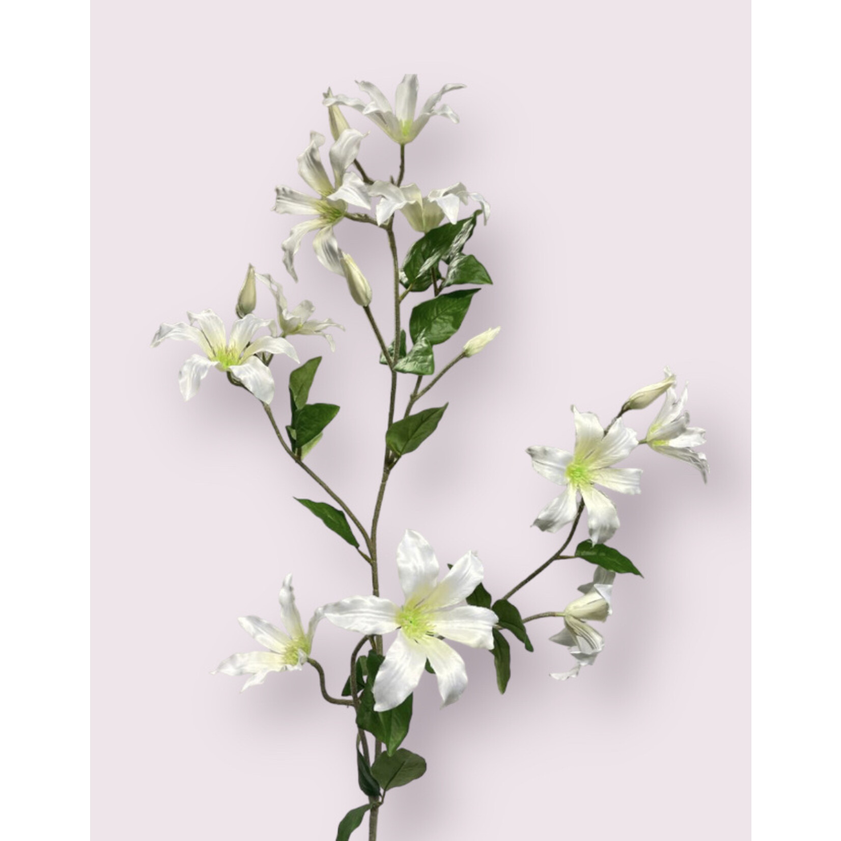 CLEMATIS XL | WHITE| 125 CM