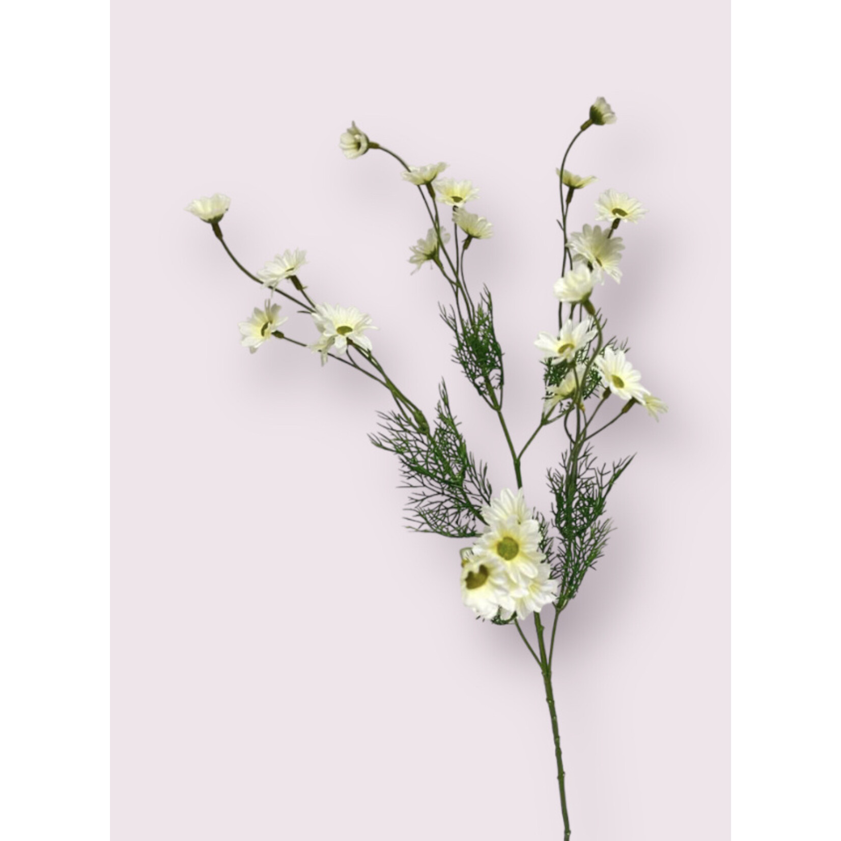 OX EYE DAISY | PINK | 74 CM