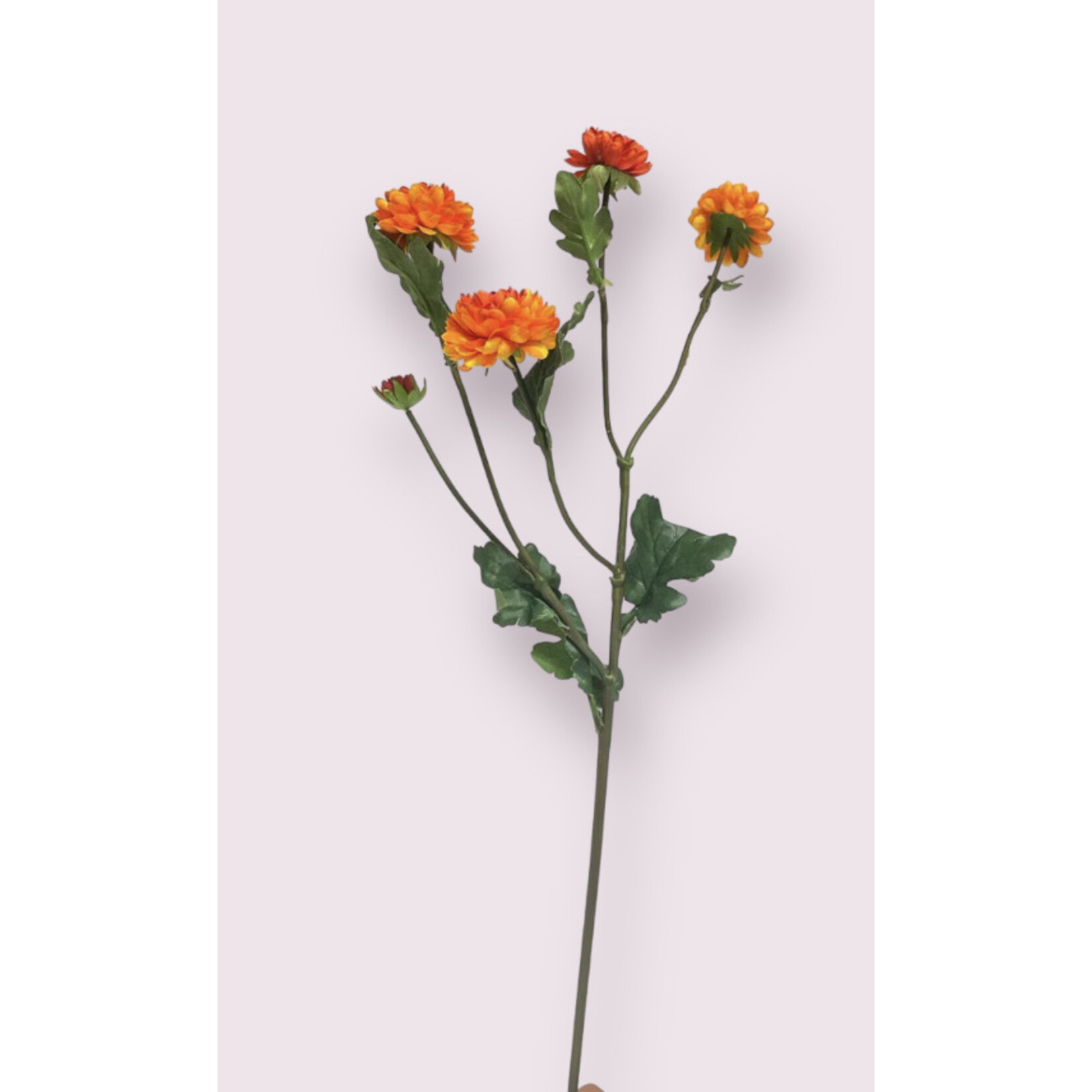 CHRYSANTHEMUM CAPRI ORANGE | ORANGE | 68 CM