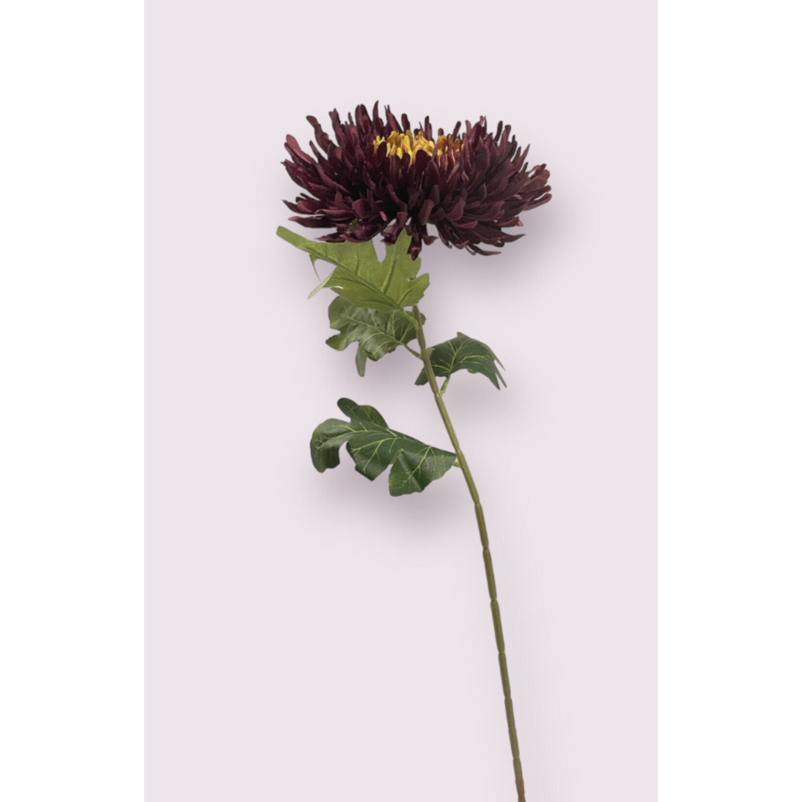 JAPANSE SPIDER CHRYSANT | BORDEAUX | 65 CM