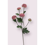 ASTER | ROZE | 68 CM