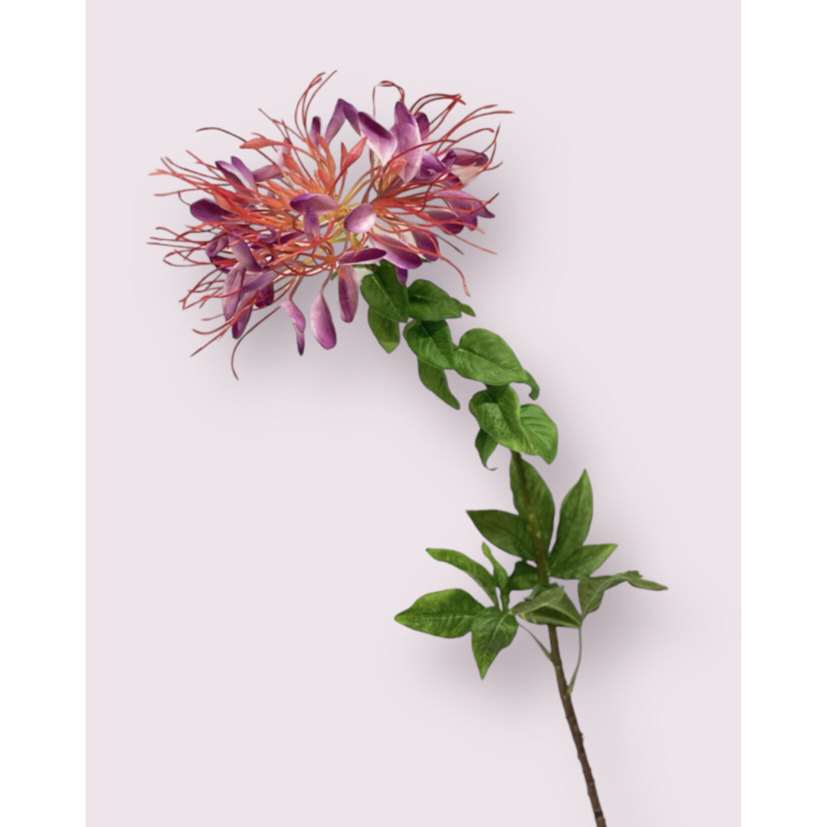 SPINY SPIDER | FUCHSIA | 85 CM