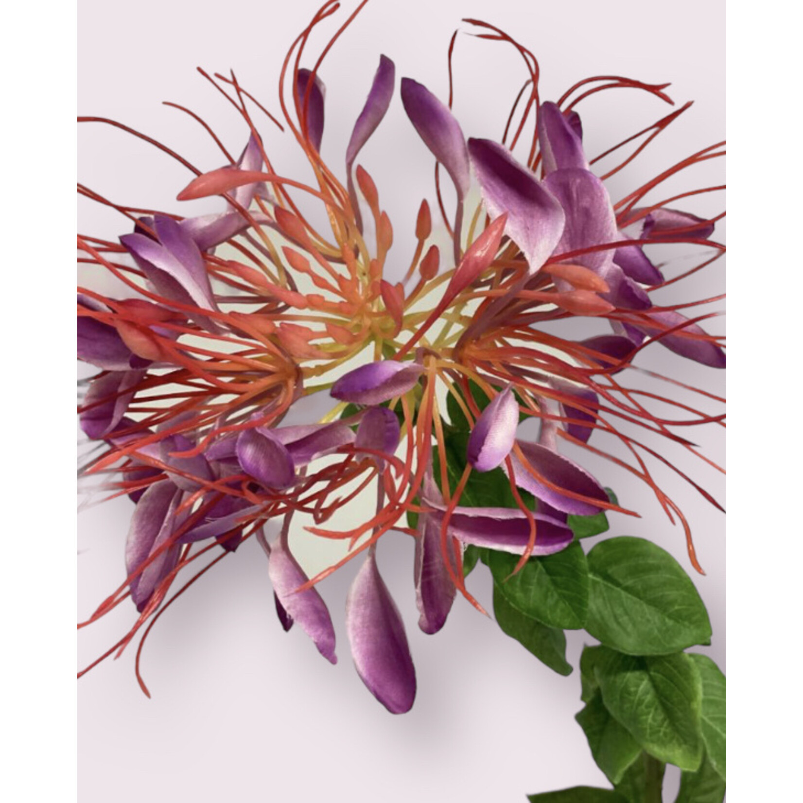 SPINY SPIDER | FUCHSIA | 85 CM