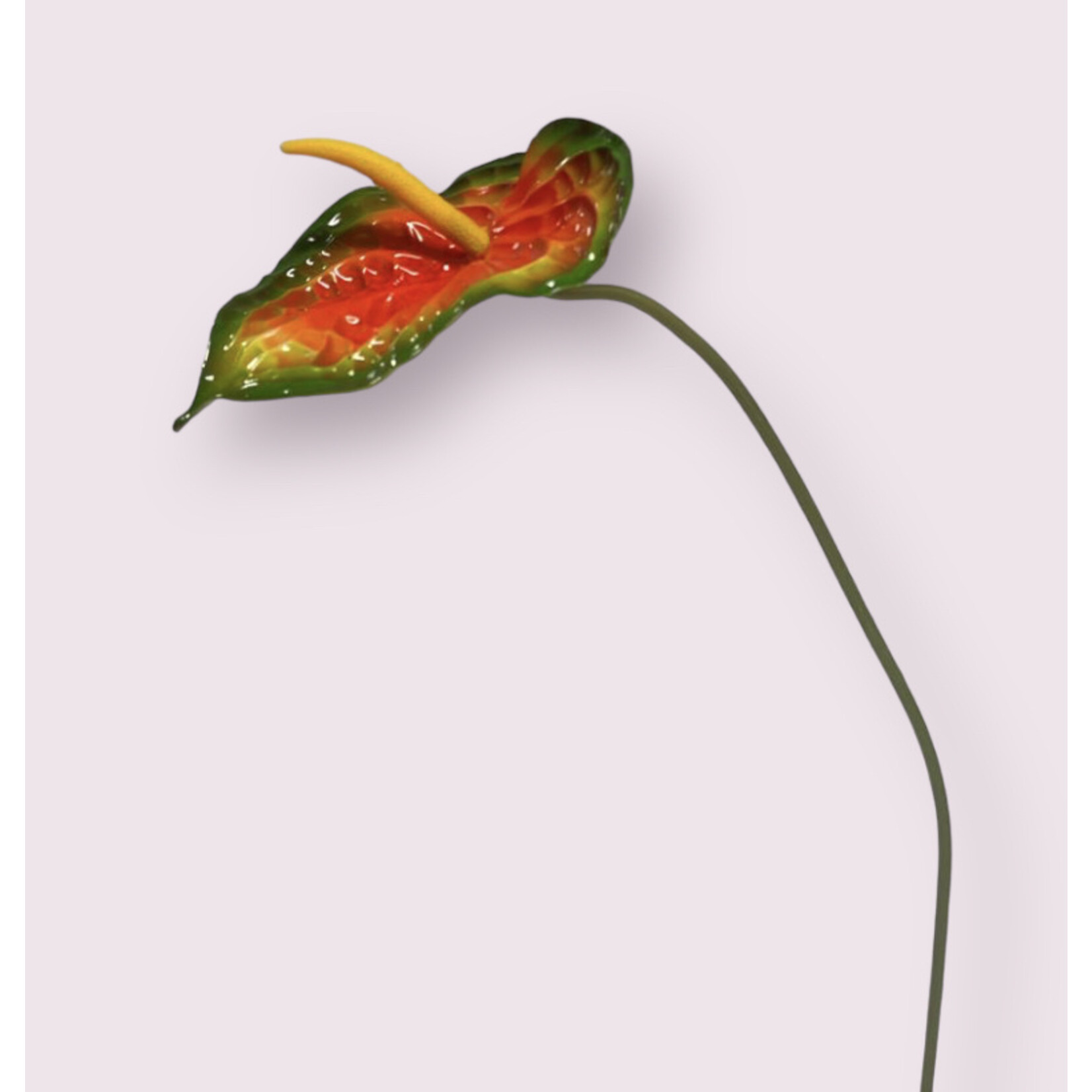 ANTHURIUM ORANGE CHAMPION | ORANGE | 74 CM