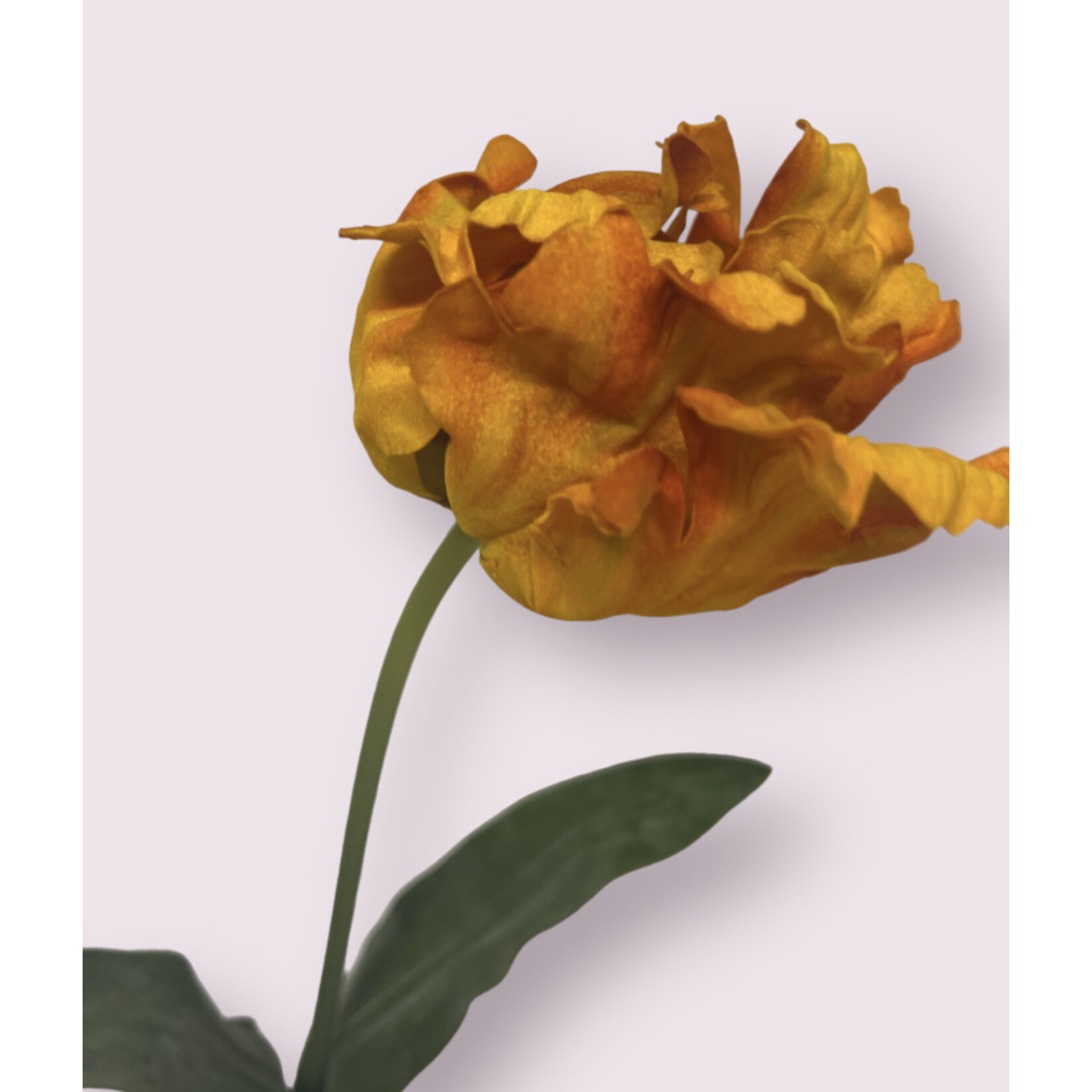 PARROT TULIP FLOWER POWER| ORANGE | 77 CM