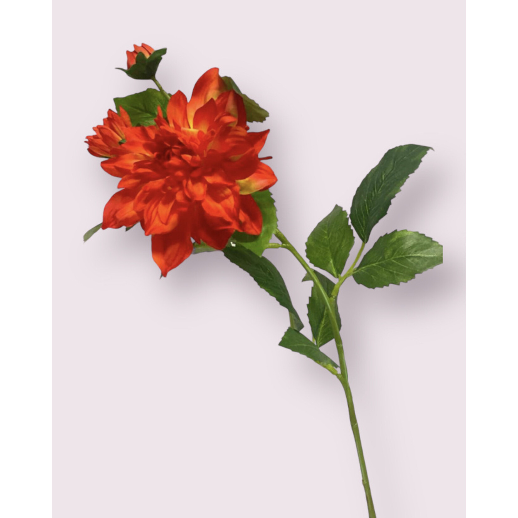 DAHLIA KARMA FIESTA | ORANJE | 62 CM