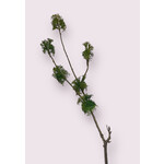 ASH TWIG | GREEN | 83 CM