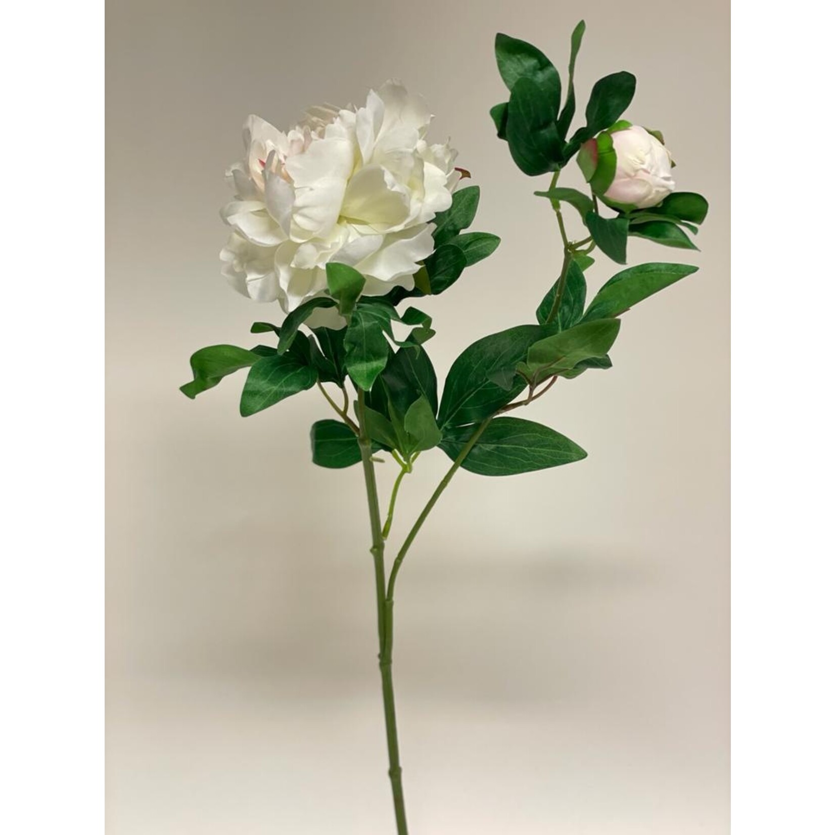 PEONY IMMACULEE | WHITE | 68 CM