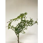 CURLY TWIG WITH MOSS | GREEN | 100 CM