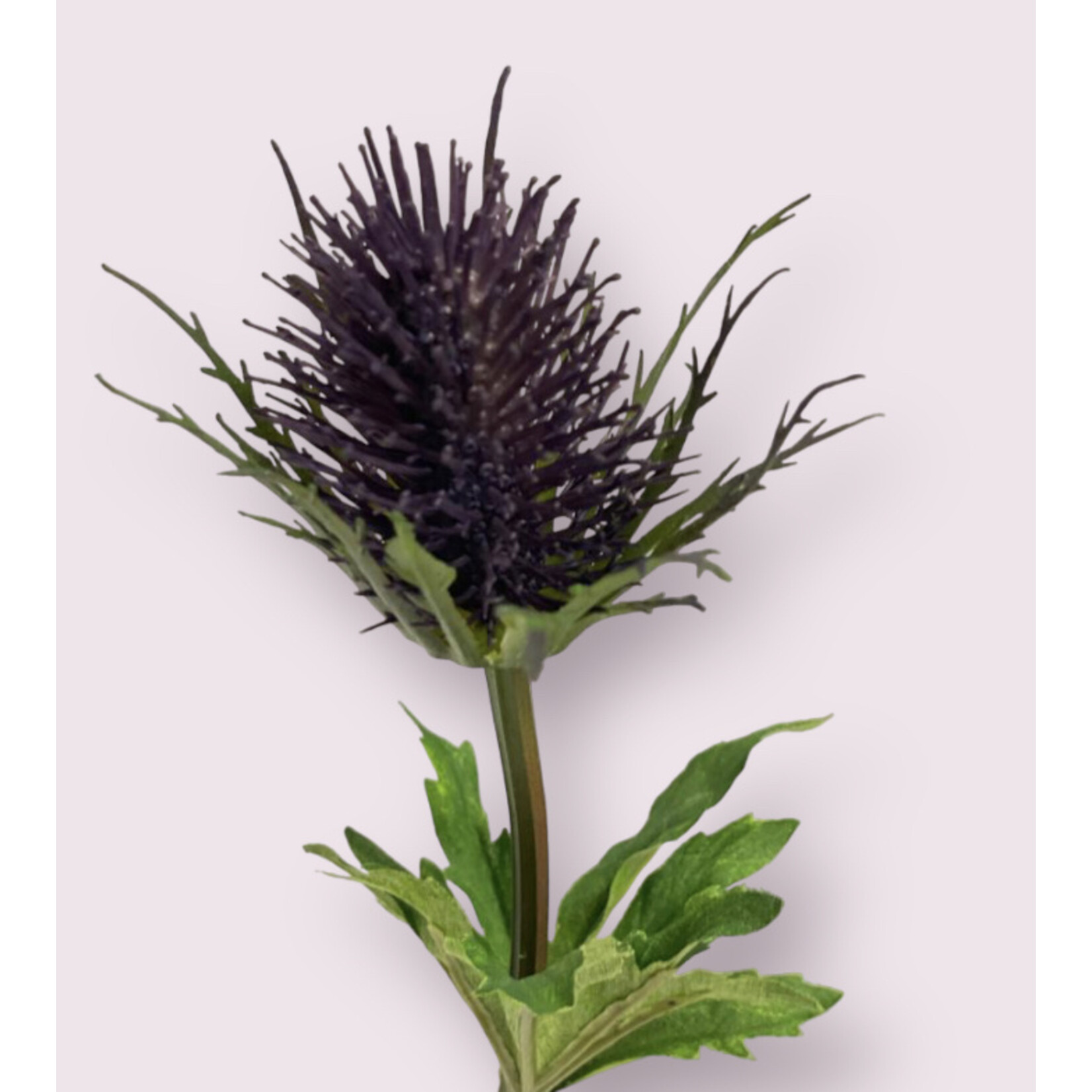 ERYNGIUM | PURPLE | 83 CM