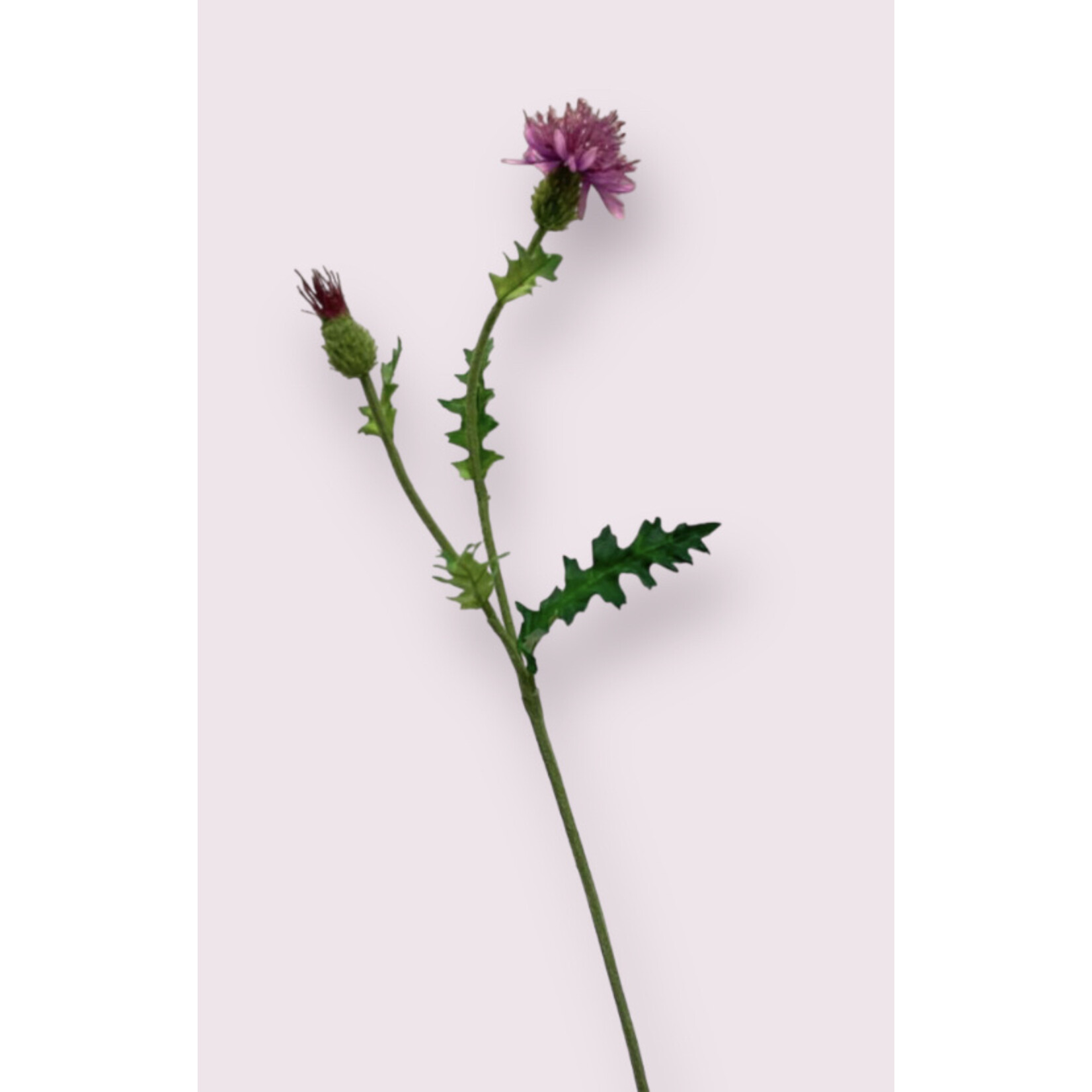 THISTLE | PINK | 60 CM