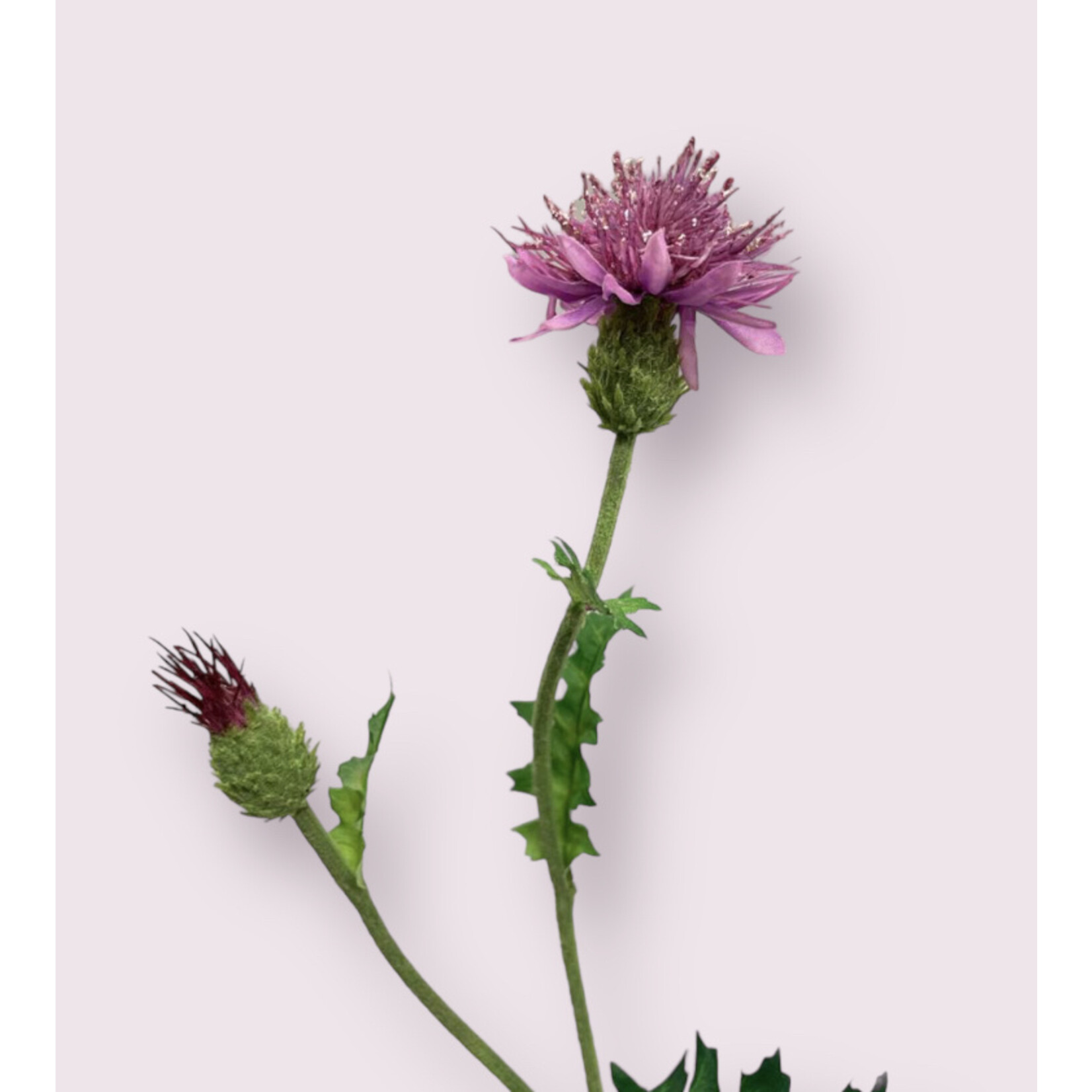 THISTLE | PINK | 60 CM