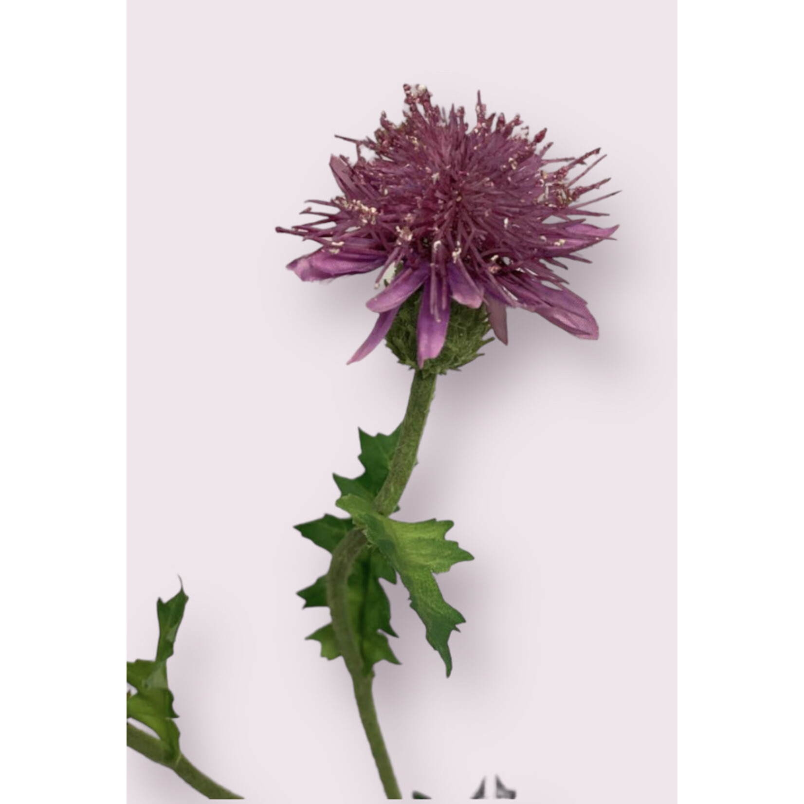 THISTLE | PINK | 60 CM