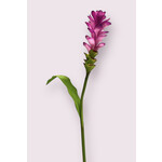 CURCUMA | PINK | 75 CM