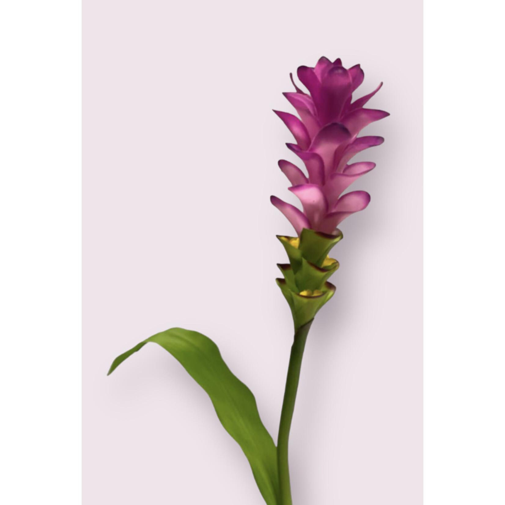 CURCUMA SPLASH | PINK | 75 CM