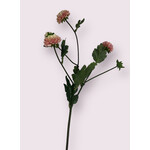 ASTER|  LICHT ROZE | 68 CM