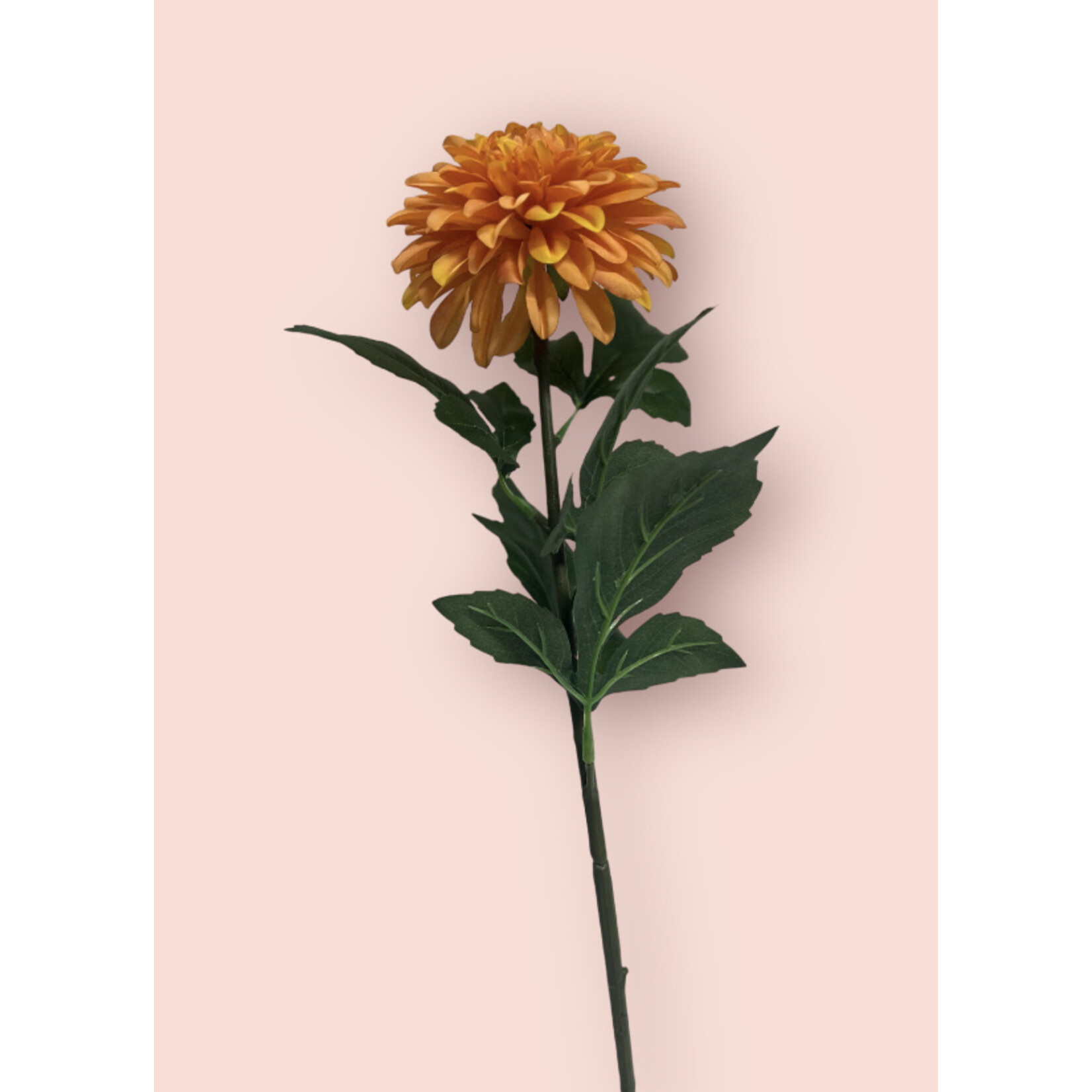 DAHLIA AMERICAN SUNSET  | ORANGE |  70 CM