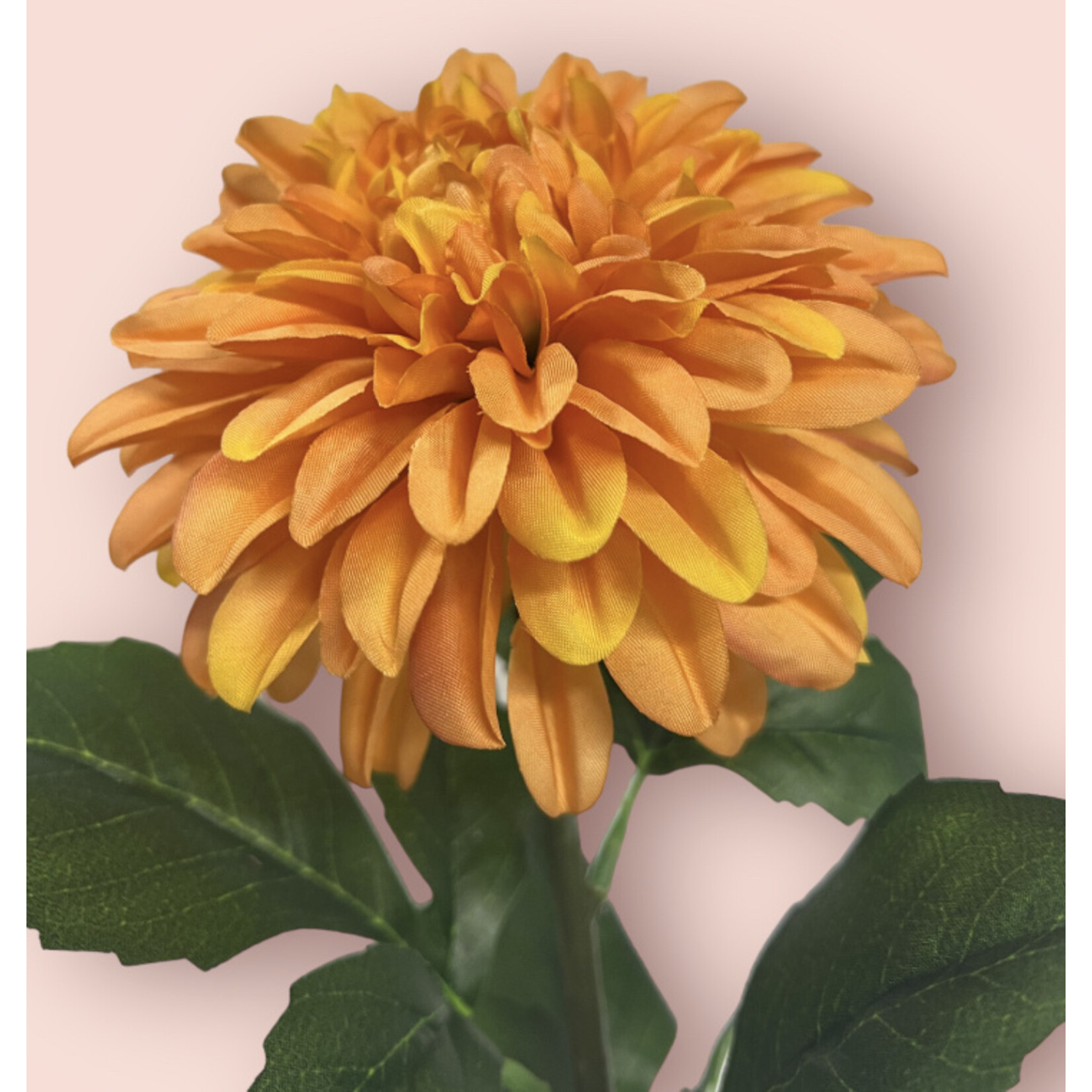 DAHLIA AMERICAN SUNSET  | ORANGE |  70 CM