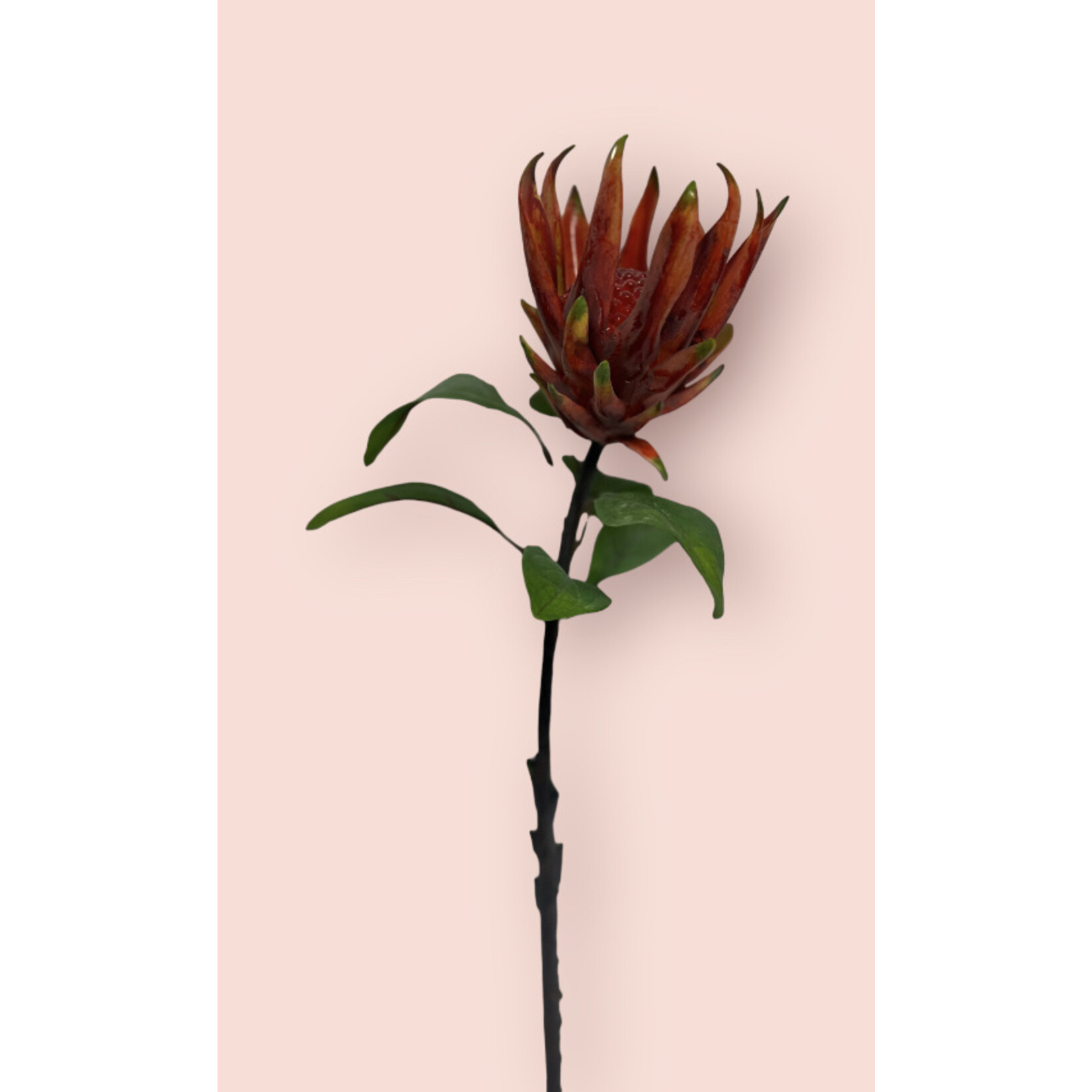 PROTEA CYNAROIDES | ROOD | 67 CM