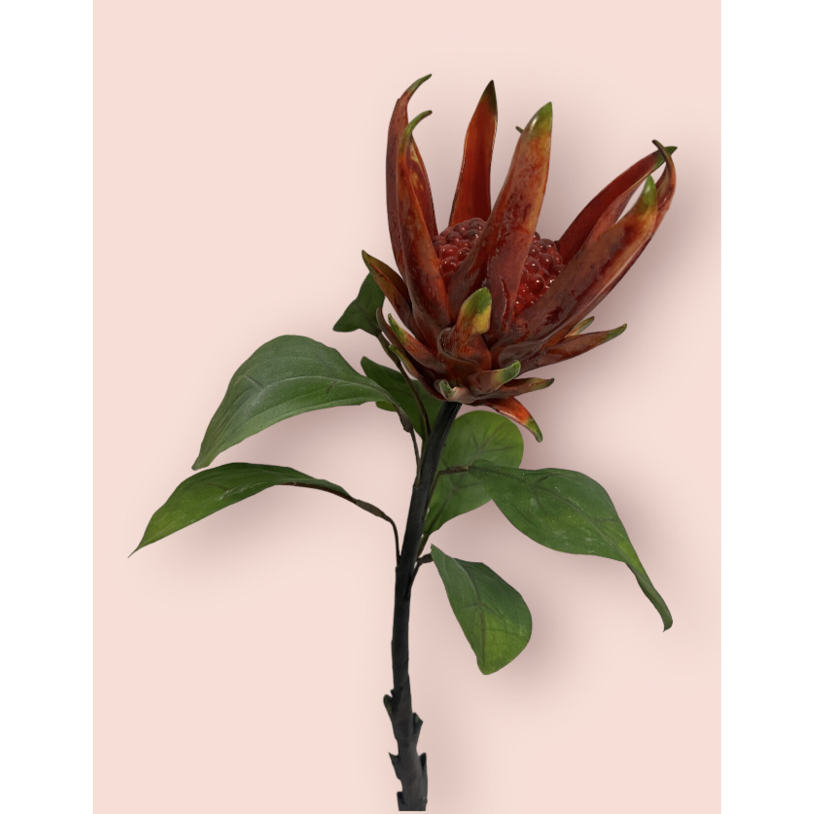 PROTEA CYNAROIDES | RED | 67 CM