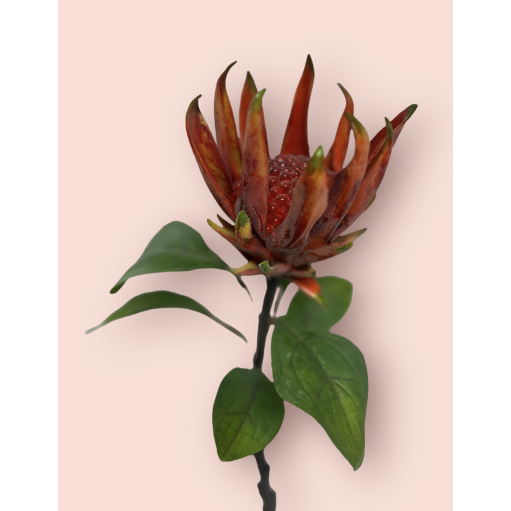 PROTEA CYNAROIDES | ROOD | 67 CM