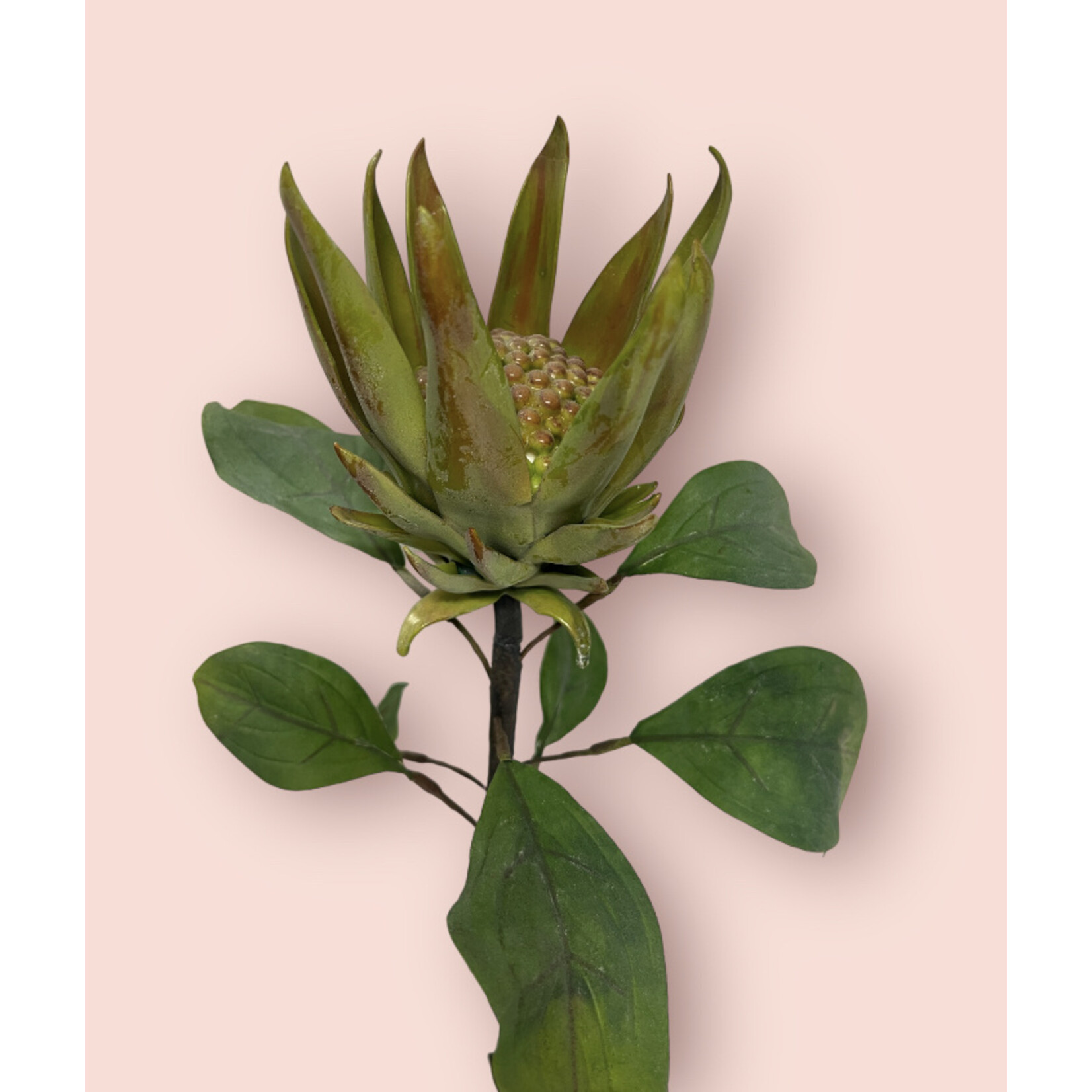 PROTEA CORONATA | GREEN | 67 CM