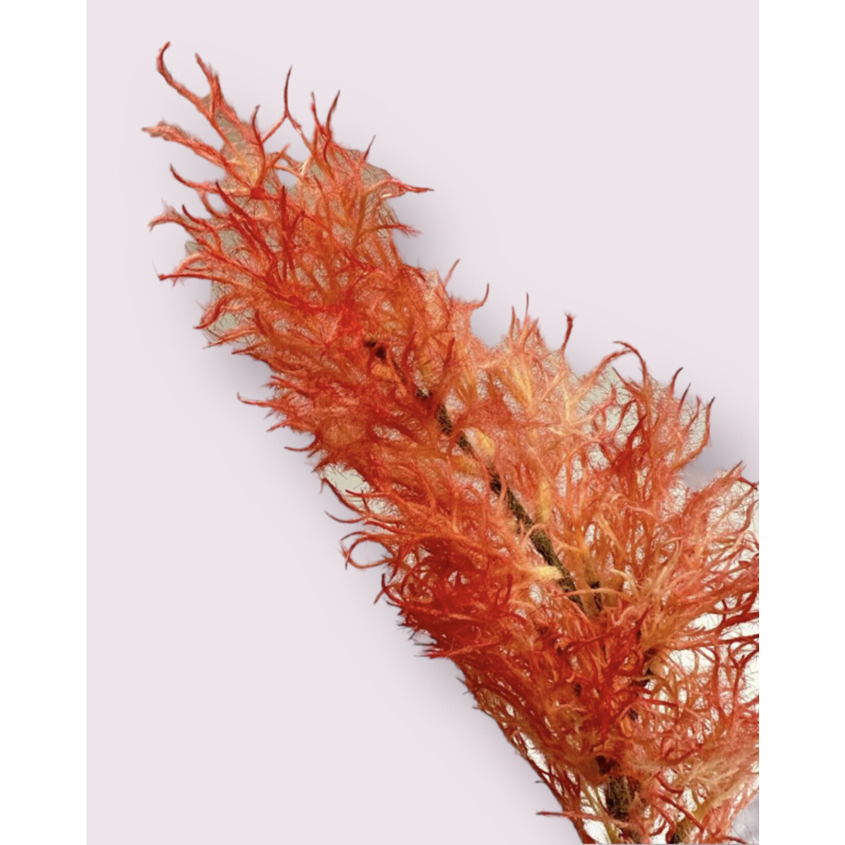 COTINUS | PINK | 68 CM