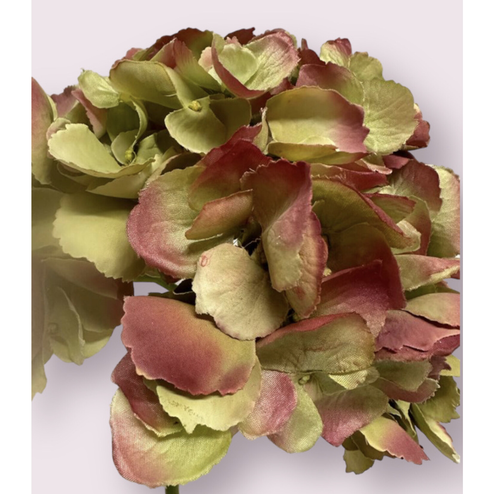 HYDRANGEA OLD PINK | PINK GREEN | 60 CM