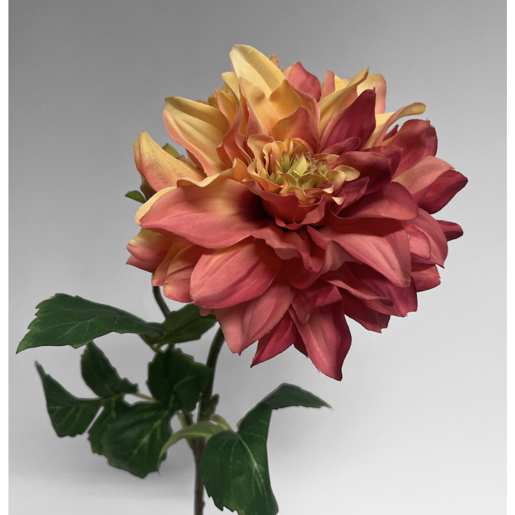 DAHLIA CAFE AU LAIT ROYAL  | FUCHSIA |  62 CM