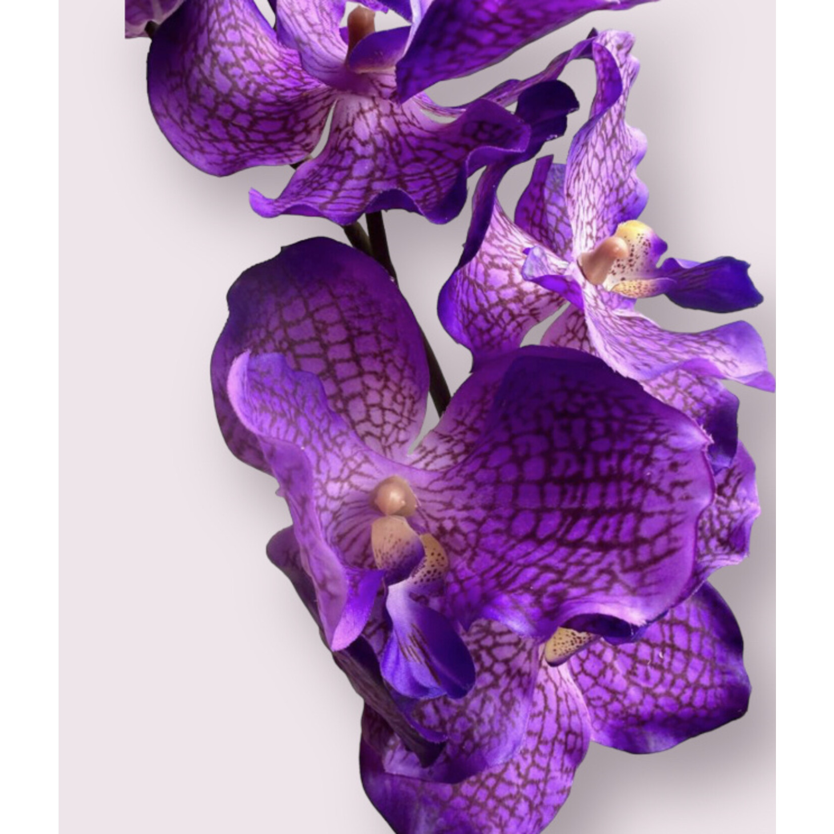 ORCHIDEE PAPICCO | PAARS | 78 CM