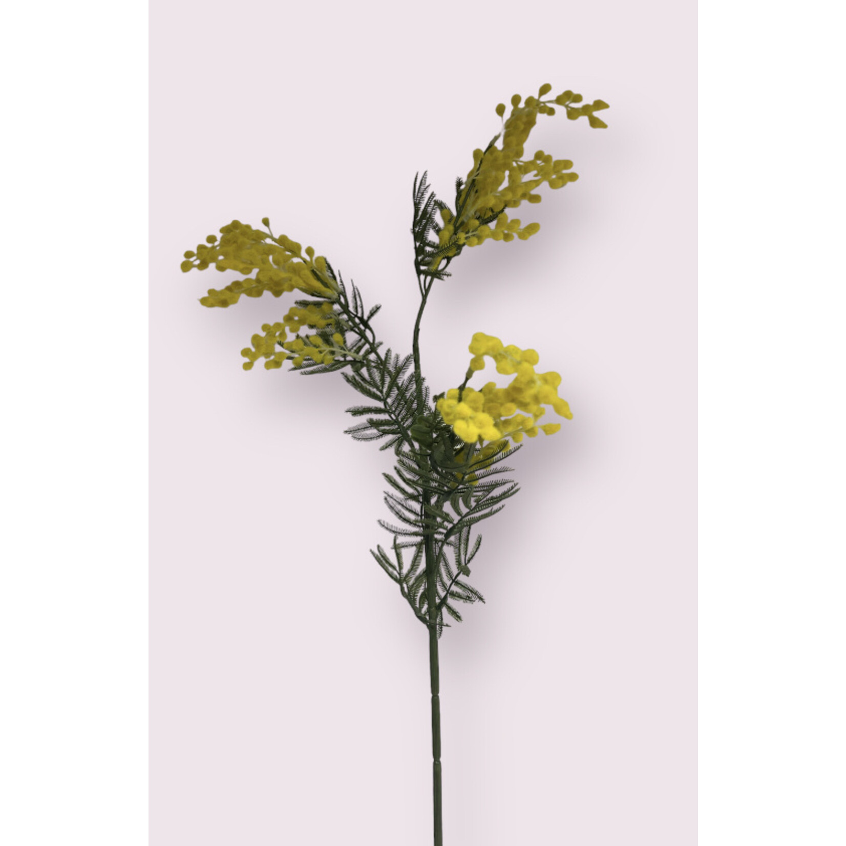 MIMOSA CLAIR DE LUNE| GEEL | 86 CM