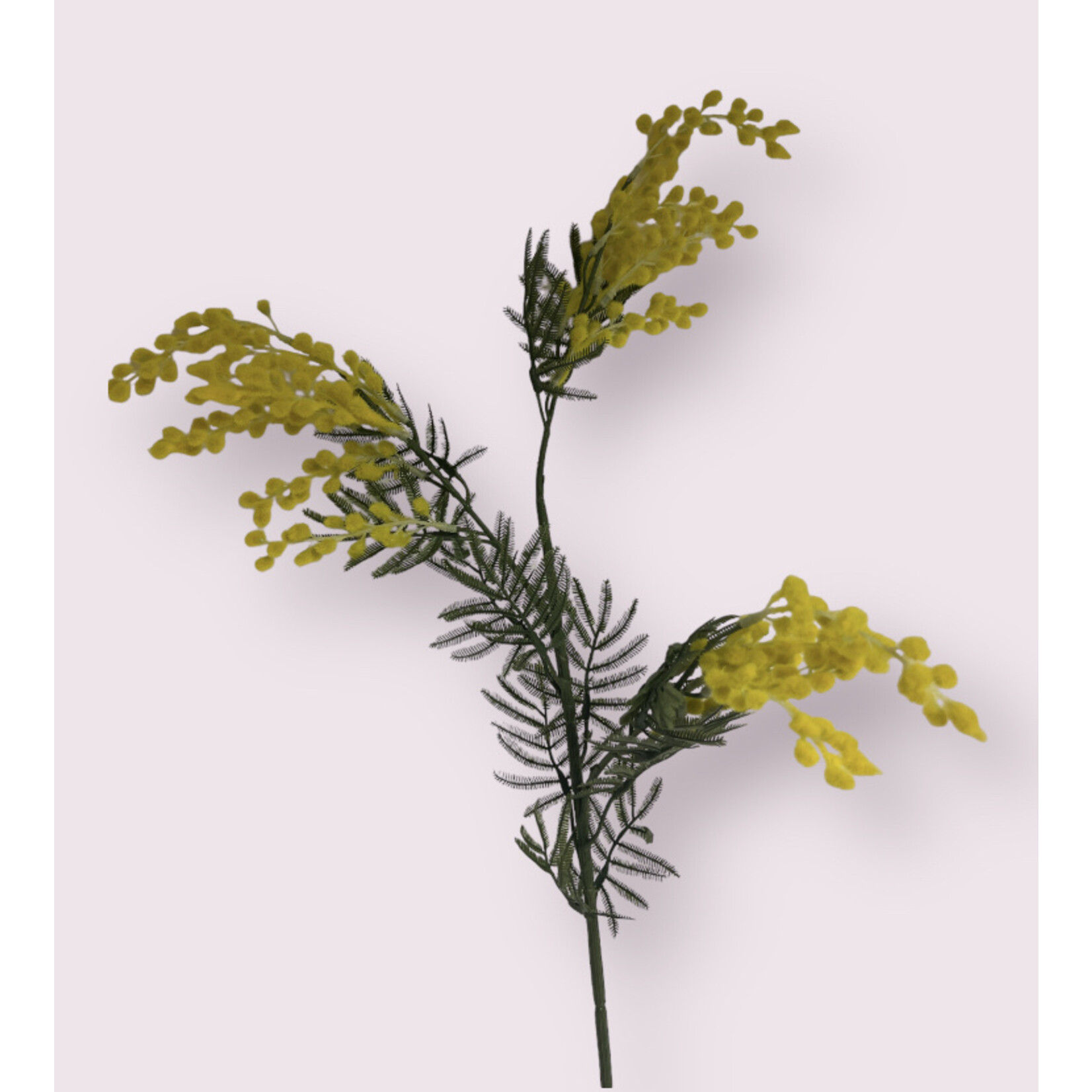 MIMOSA CLAIR DE LUNE| GEEL | 86 CM