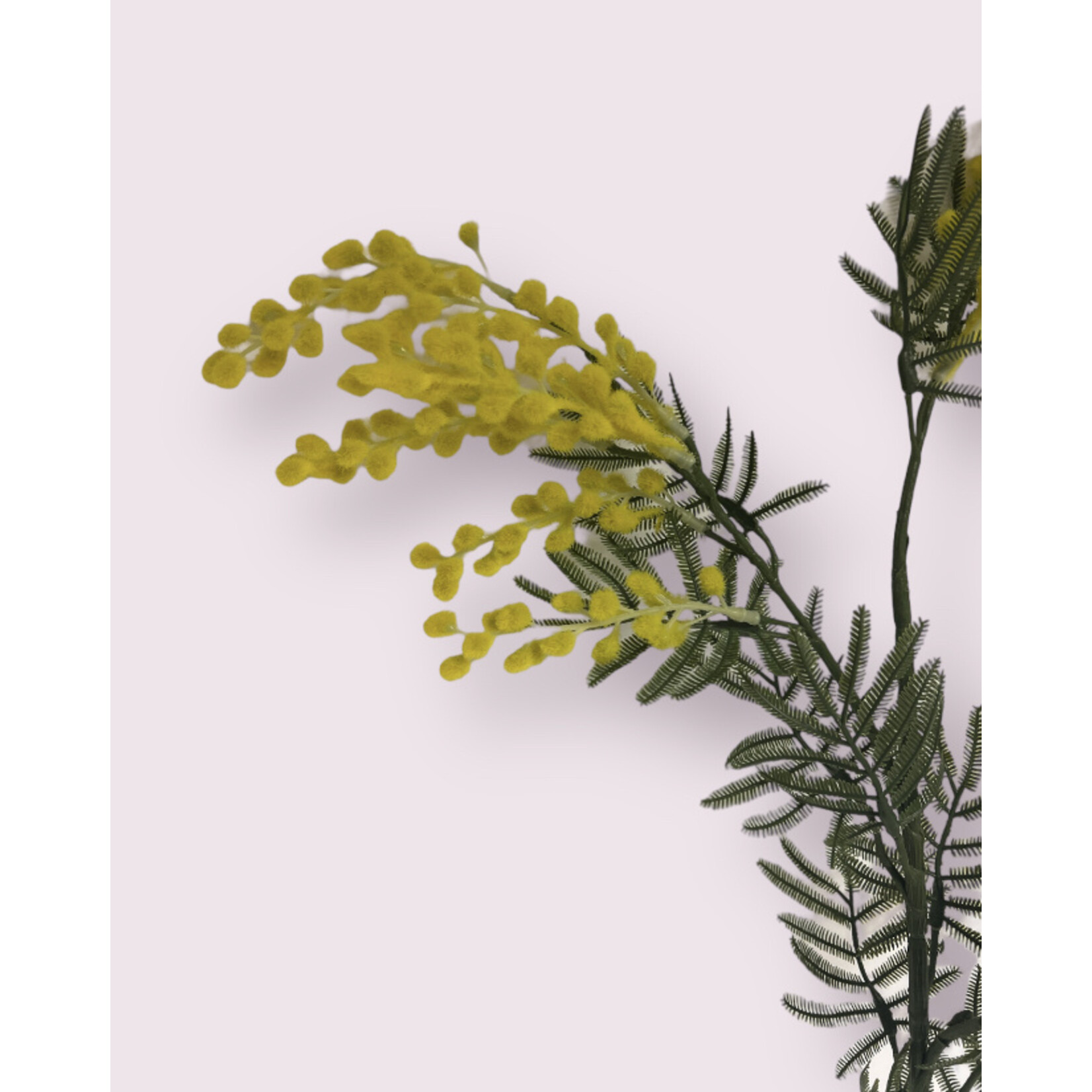 MIMOSA CLAIR DE LUNE| GEEL | 86 CM