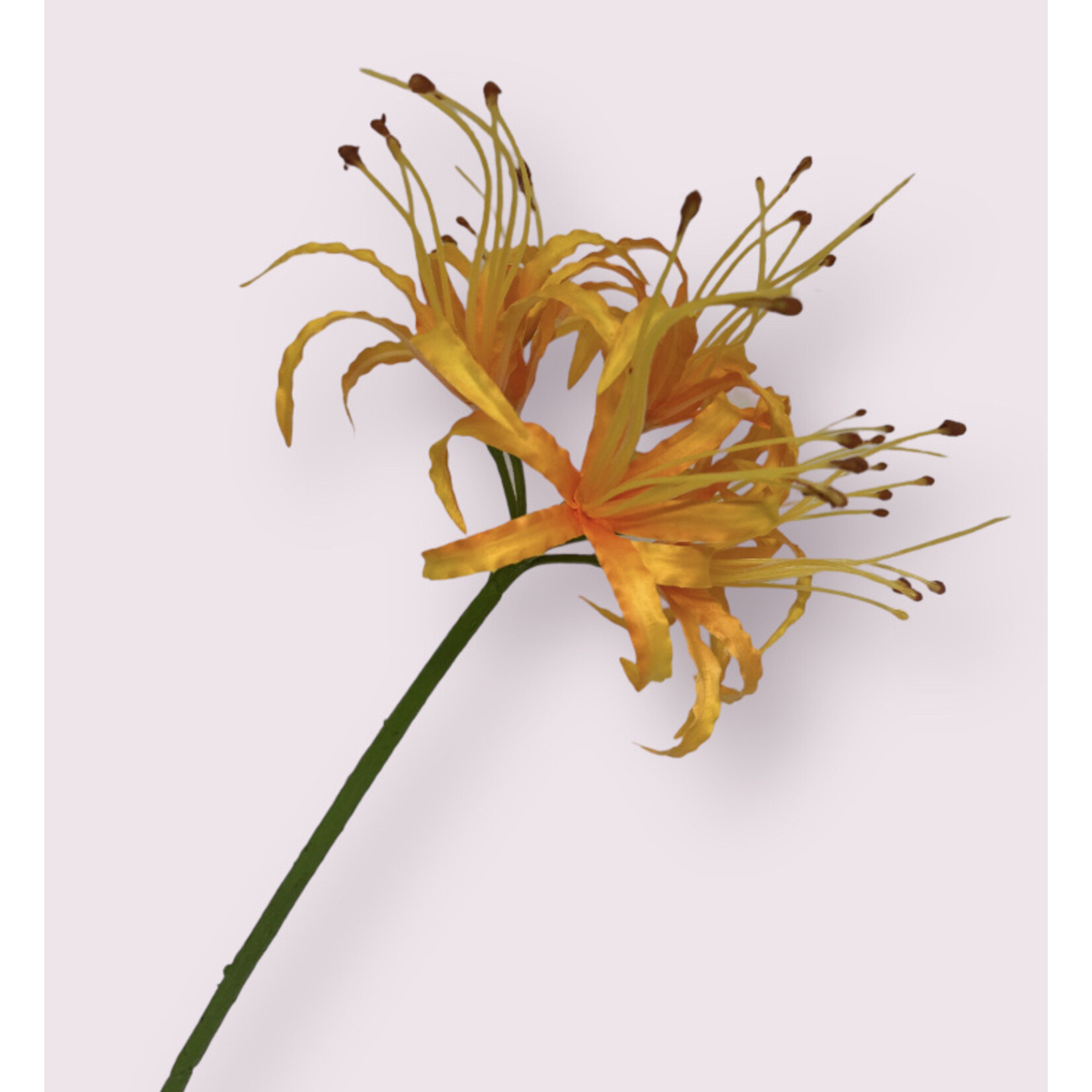 NERINE ORANGE SPACE | SALMON | 90 CM