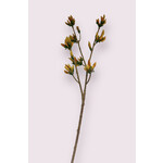 JAPANSE AZALEA | ORANJE GEEL | 90 CM