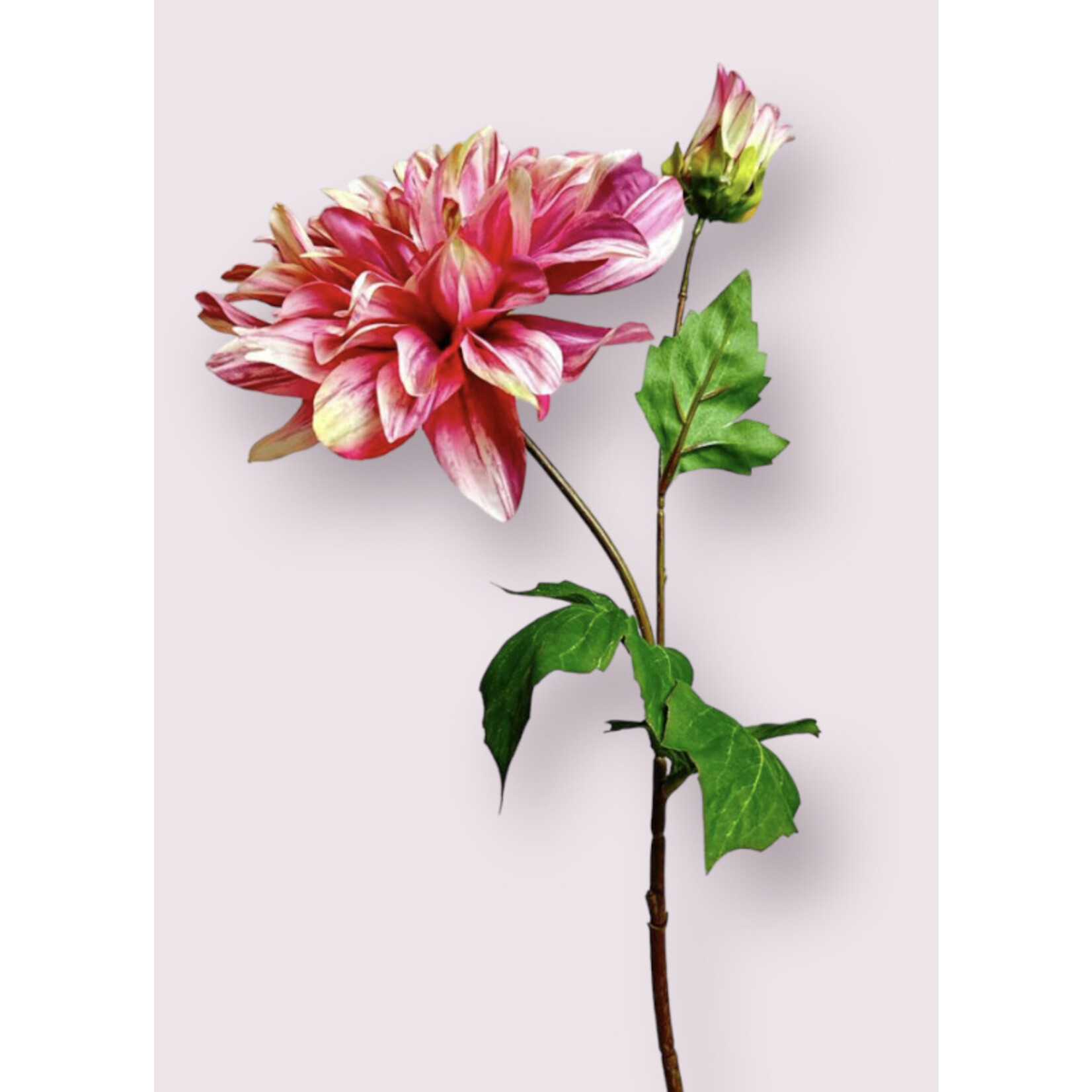 DAHLIA CAFE AU LAIT TWIST | ROZE | 70 CM