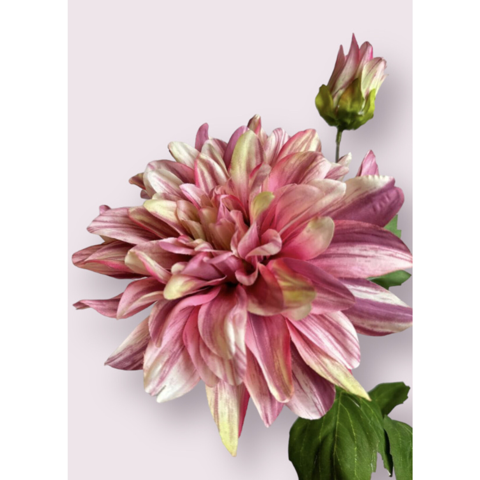 DAHLIA  CAFE AU LAIT TWIST | PINK |  70 CM