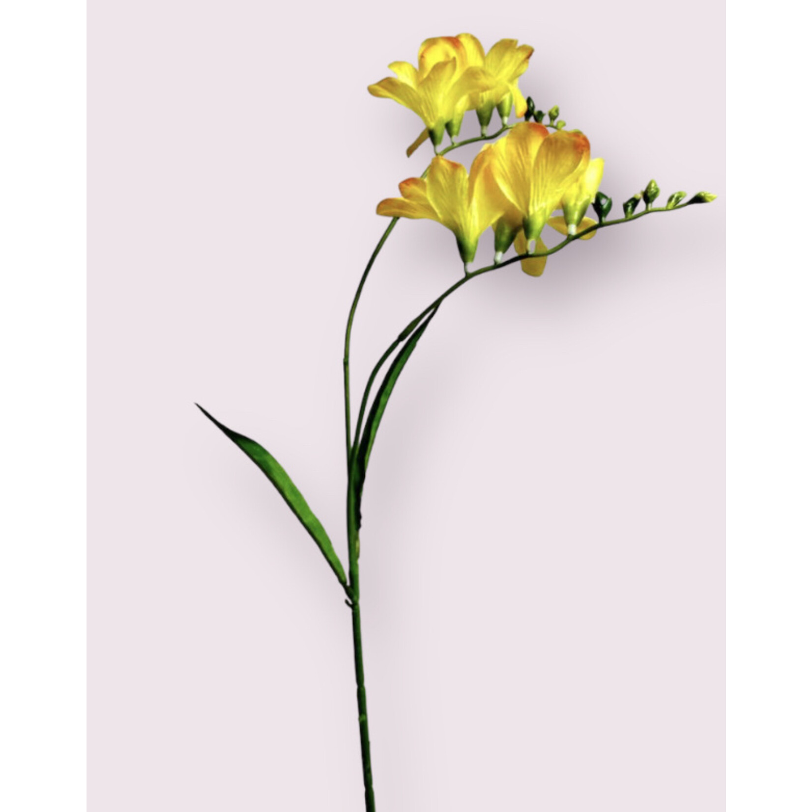 FREESIA YVONNE | GEEL | 66 CM