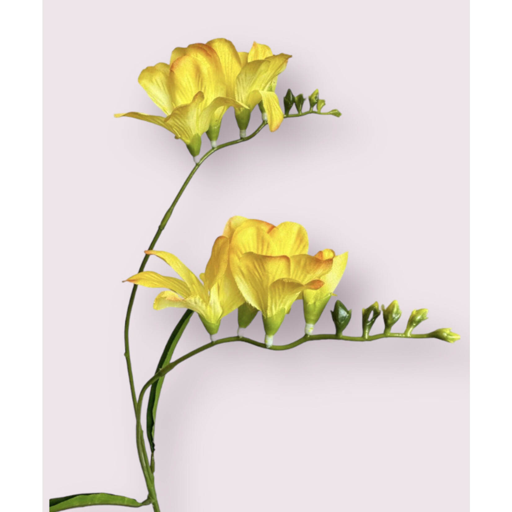 FREESIA YVONNE | YELLOW | 66 CM