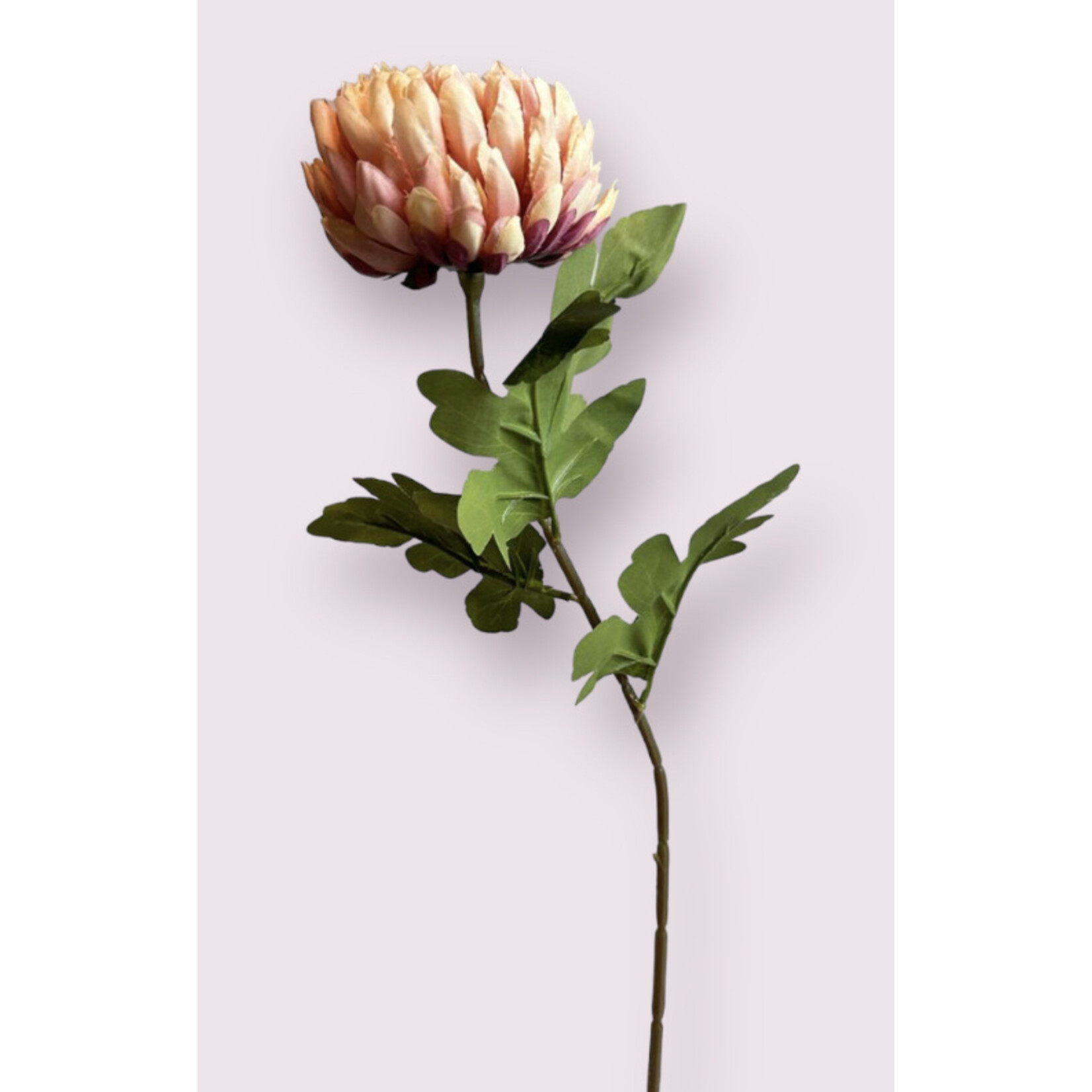 CHRYSANTHEMUM  JUMBO |  MAUVE | 76 CM