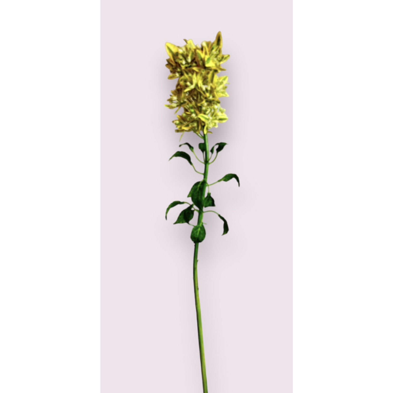 EUONYMUS | YELLOW | 84 CM