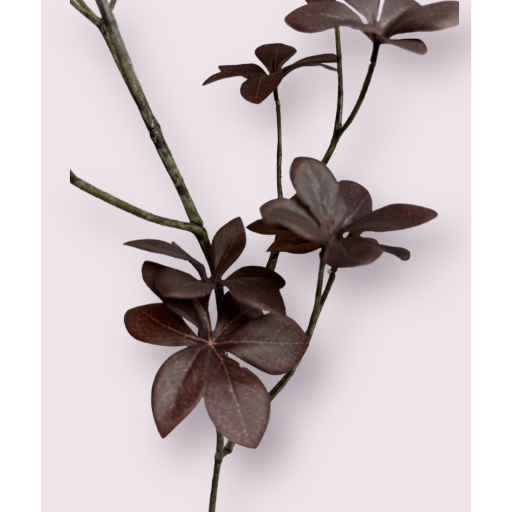 OXALIS | BORDEAUX | 70 CM