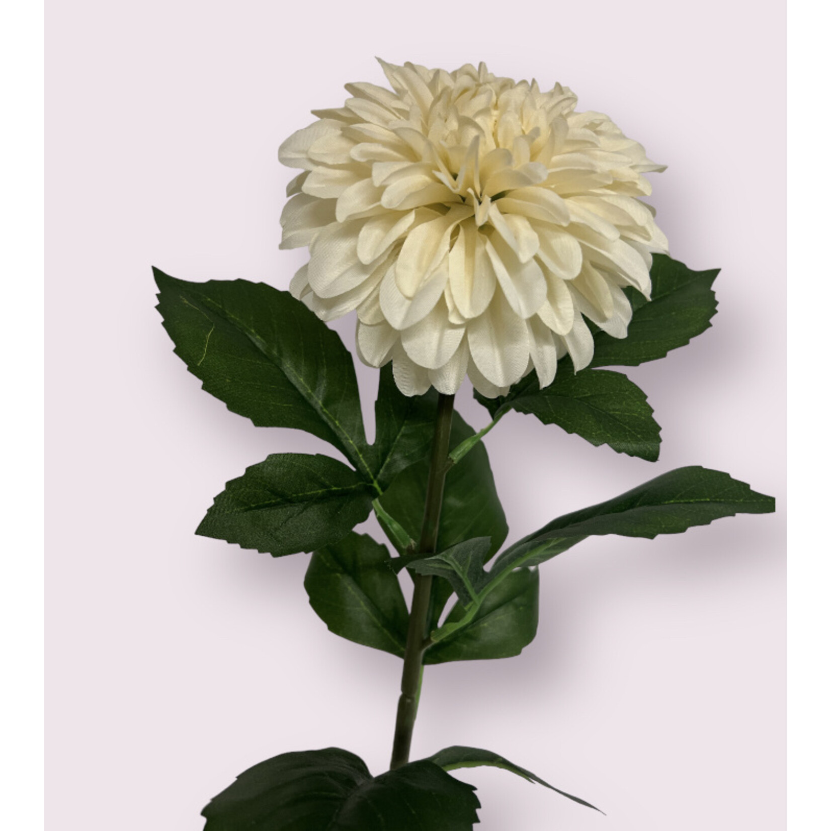 DAHLIA AVALANCHE | WHITE |  70 CM