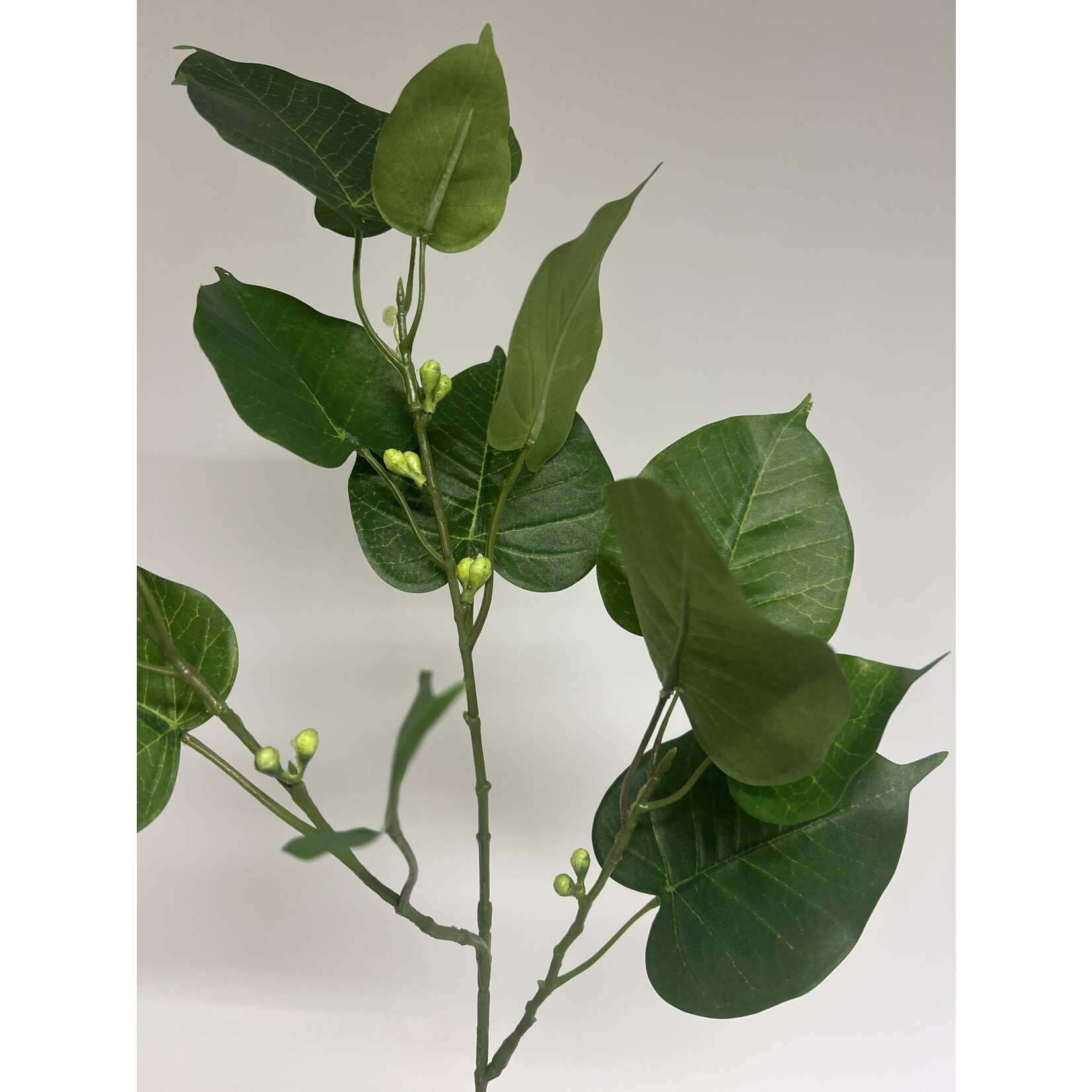 FICUS| GREEN | 78 CM